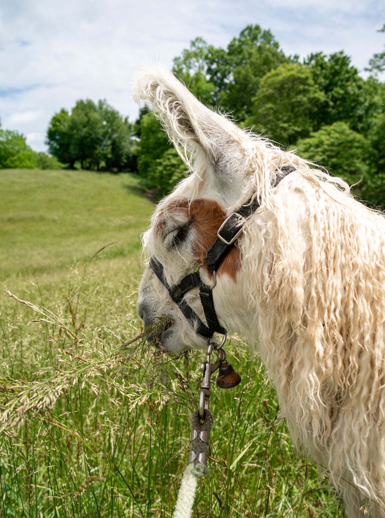 A shaggy white llama wearing a halter eating fresh grass in a green meadow.