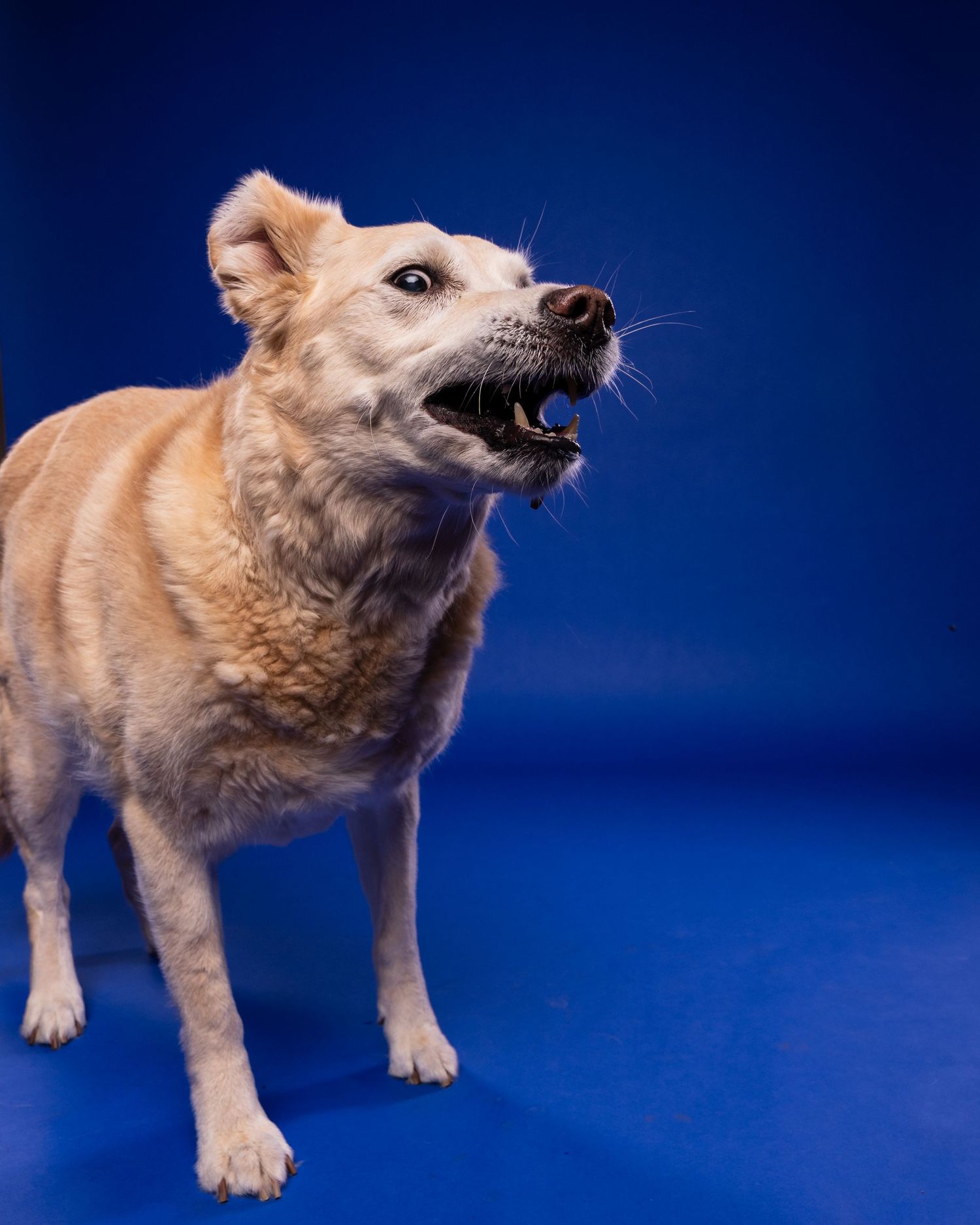 An older tan mixed breed dog barks or vocalizes against a vivid blue studio background, showing teeth.