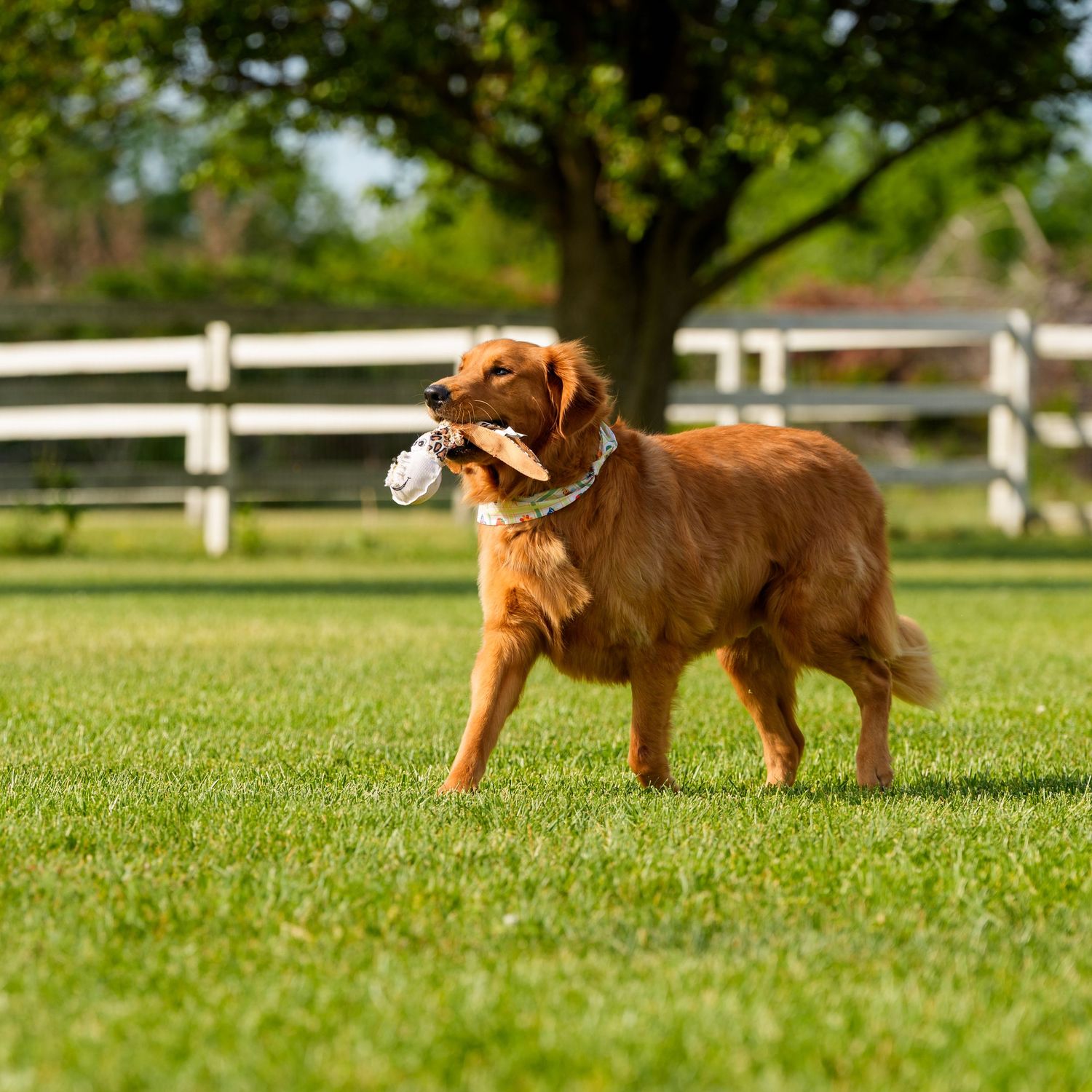 A golden retriever dog carrying a toy in its mouth while standing on lush green grass near a white fence.
