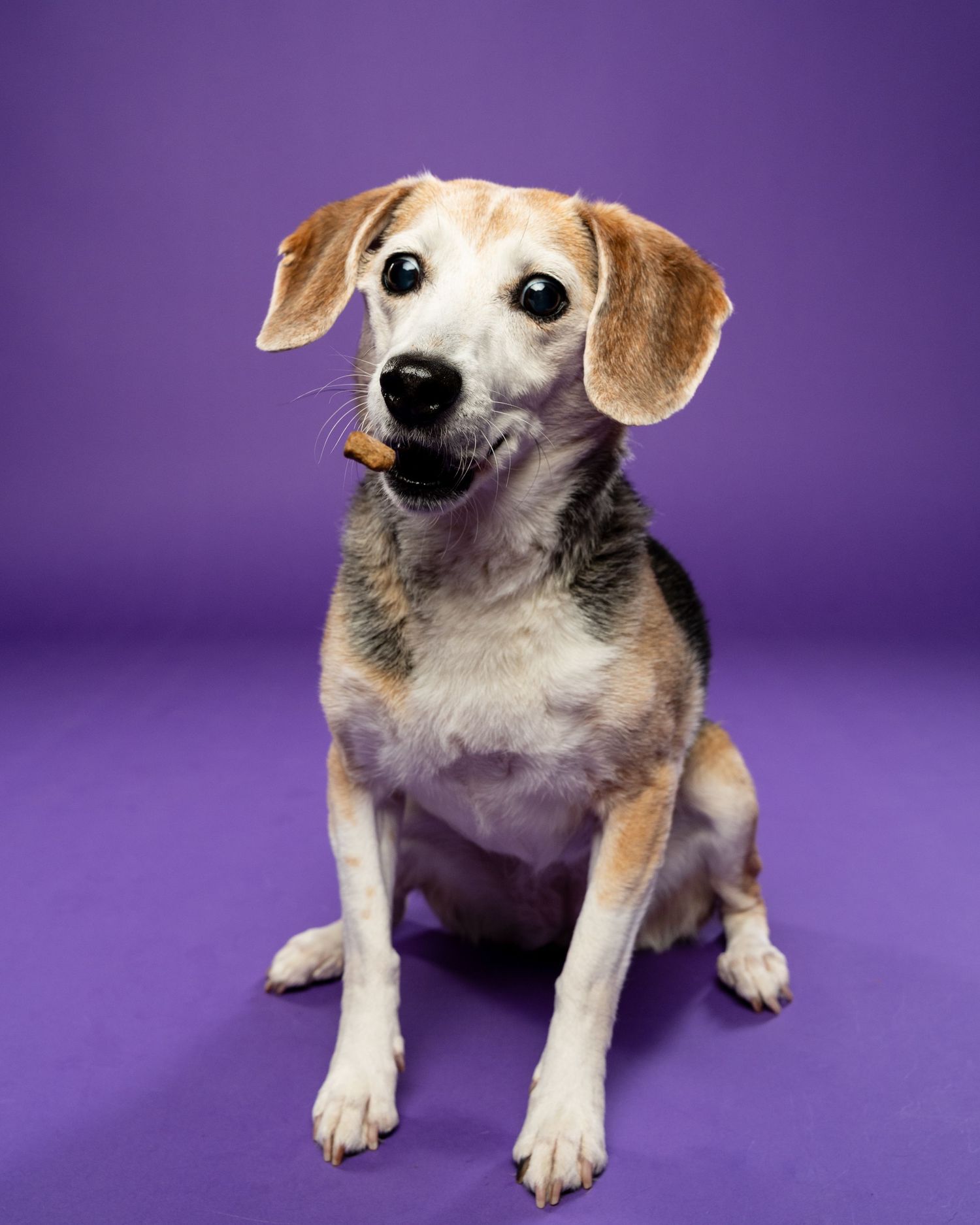 An adorable beagle mix dog sits holding a treat in its mouth against a purple background.