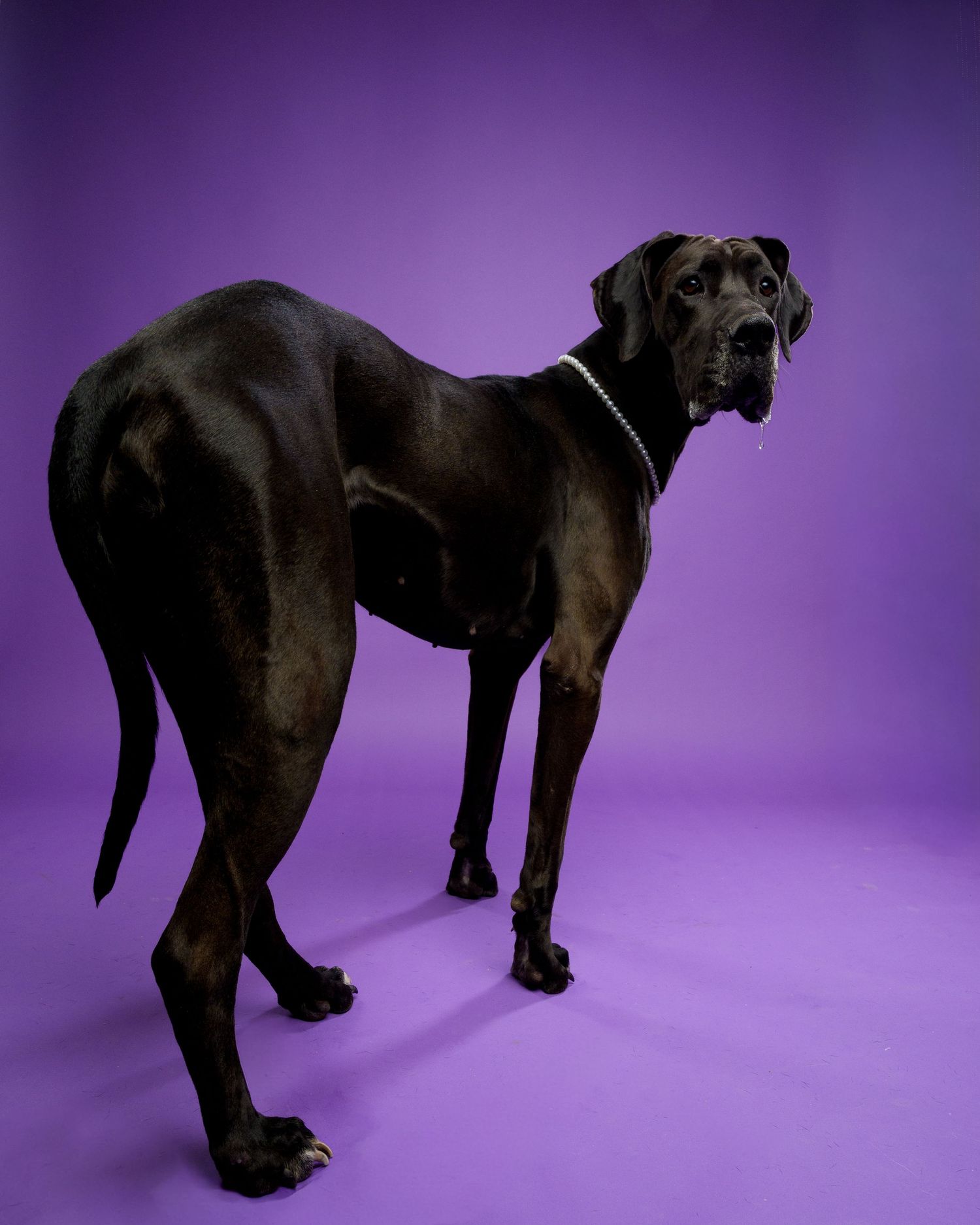 Elegant black Great Dane dog wearing pearl necklace standing against purple studio background.
