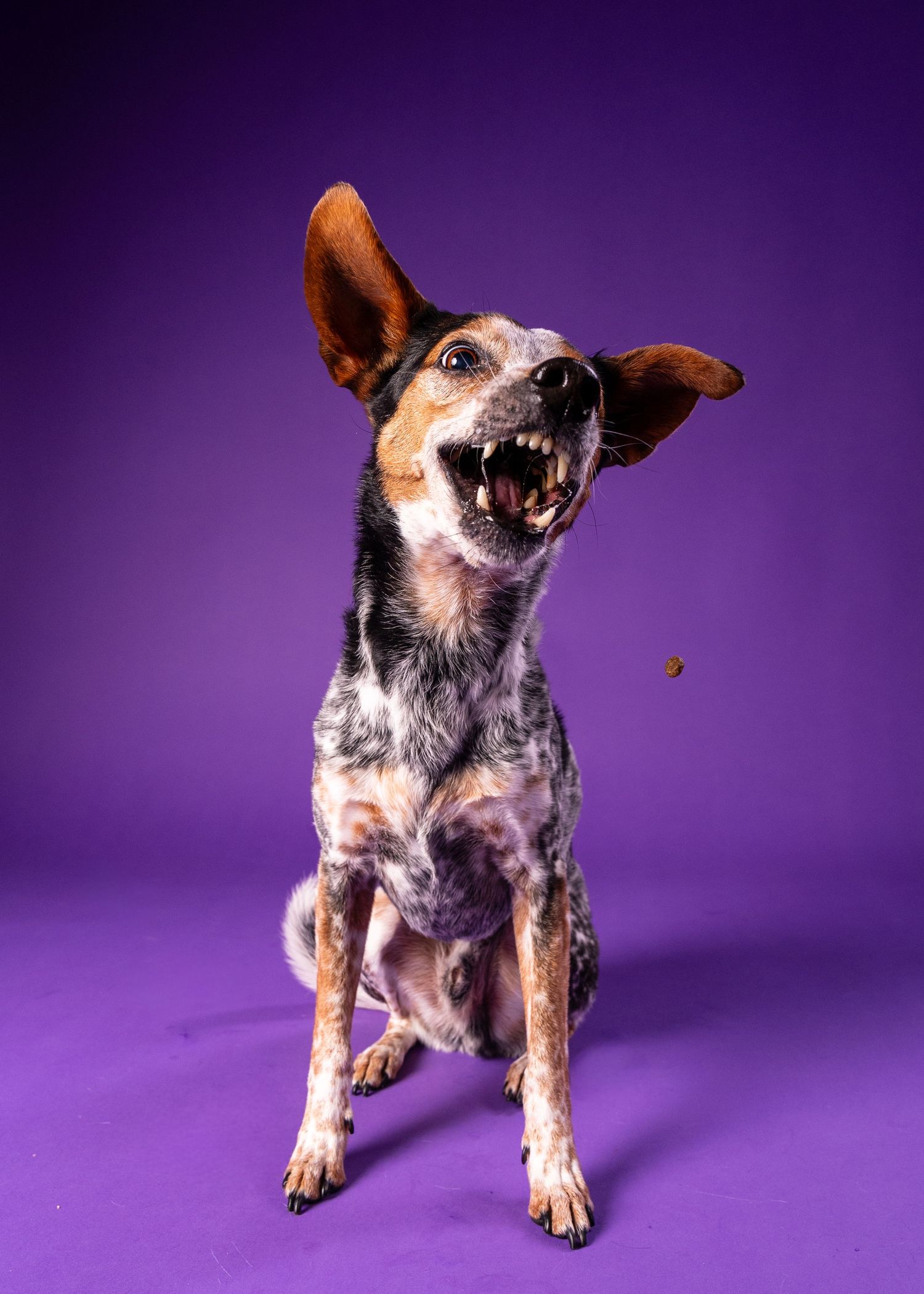 A merle dog snaps aggressively at a falling treat with mouth wide open on a purple backdrop.
