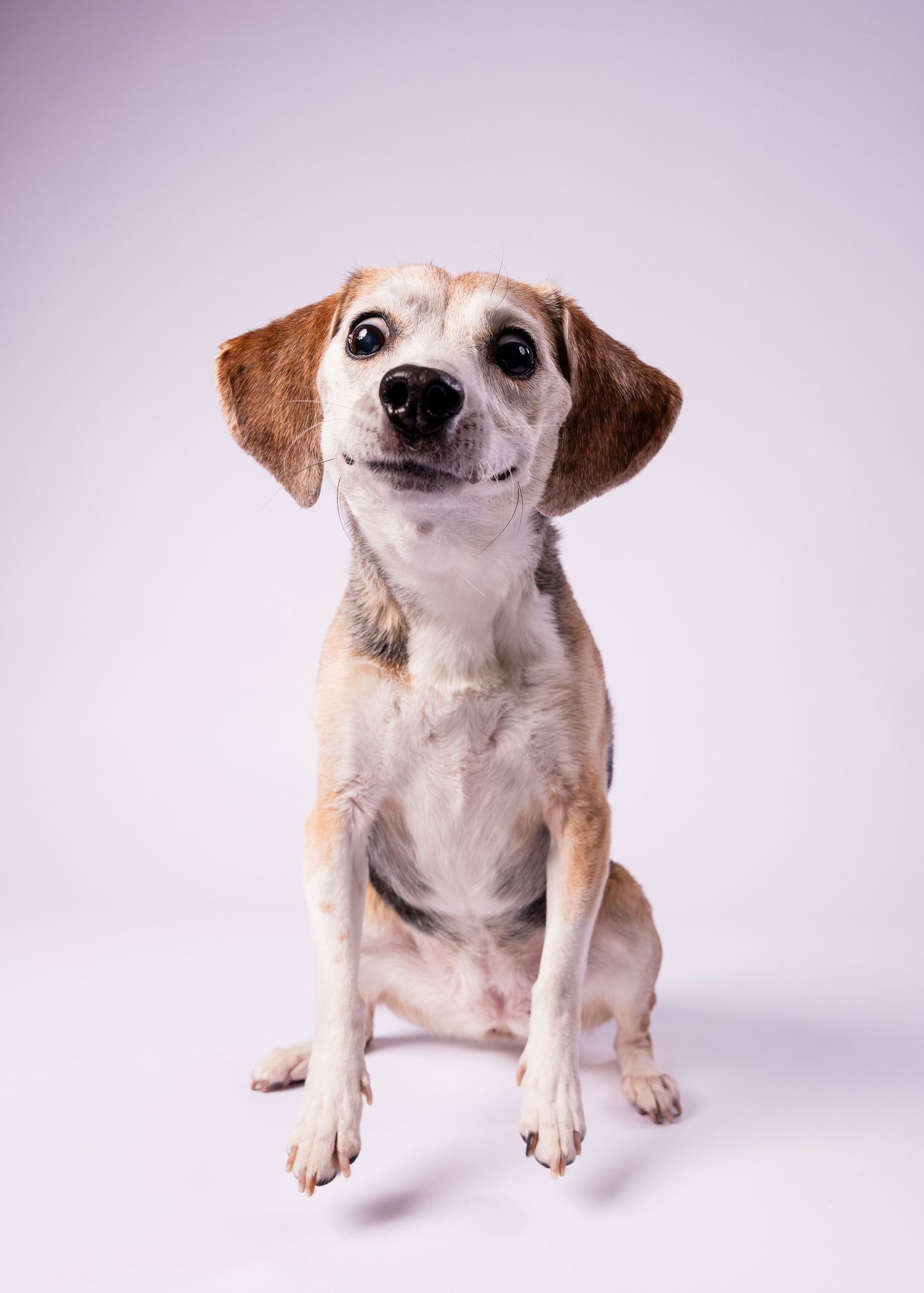 A small beagle mix dog sitting upright and smiling at the camera against a white background.