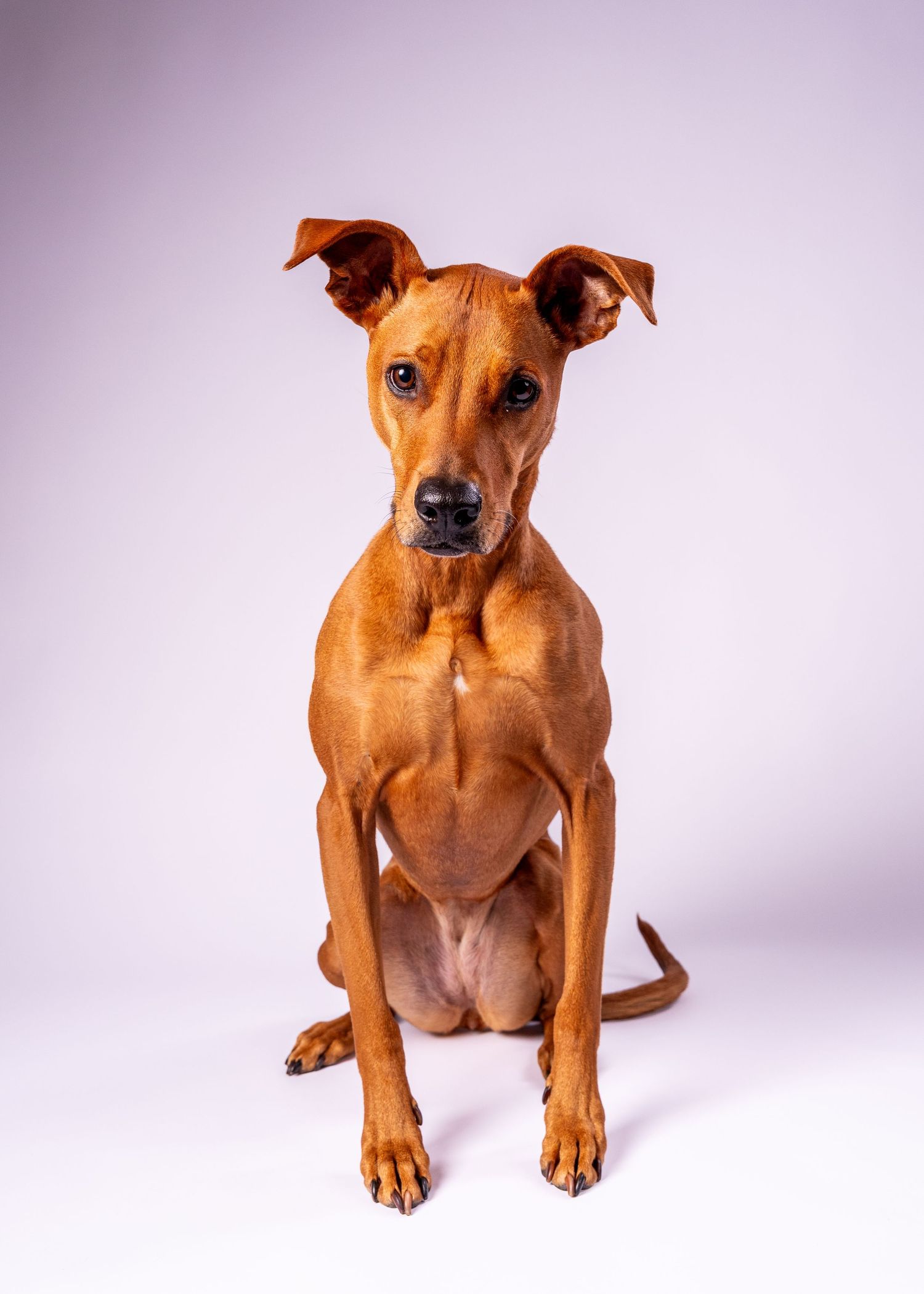 A lean brown Pharaoh Hound or Vizsla mix sitting upright and gazing forward on a white background.