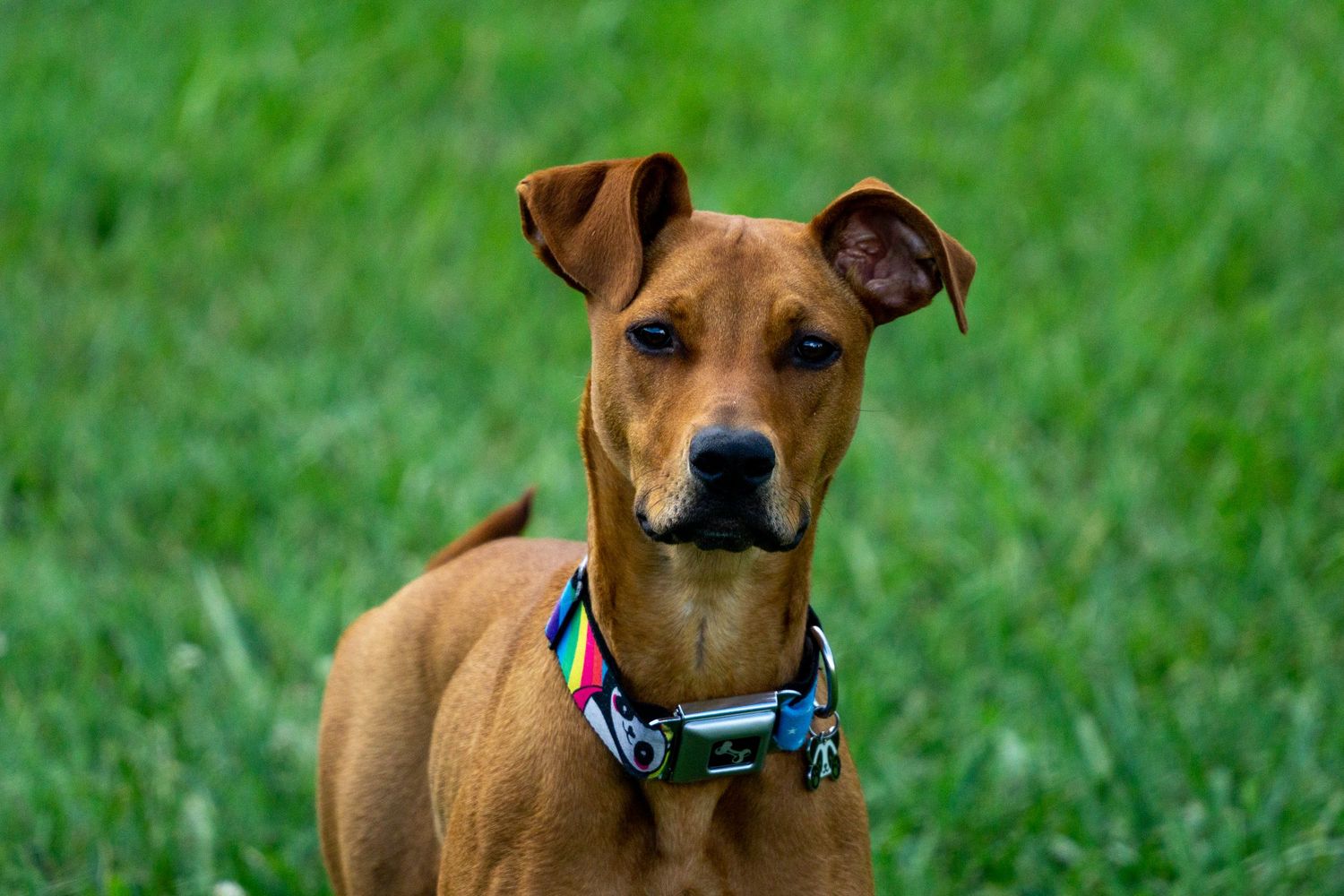 A alert brown mixed-breed dog wearing a colorful collar standing on green grass.