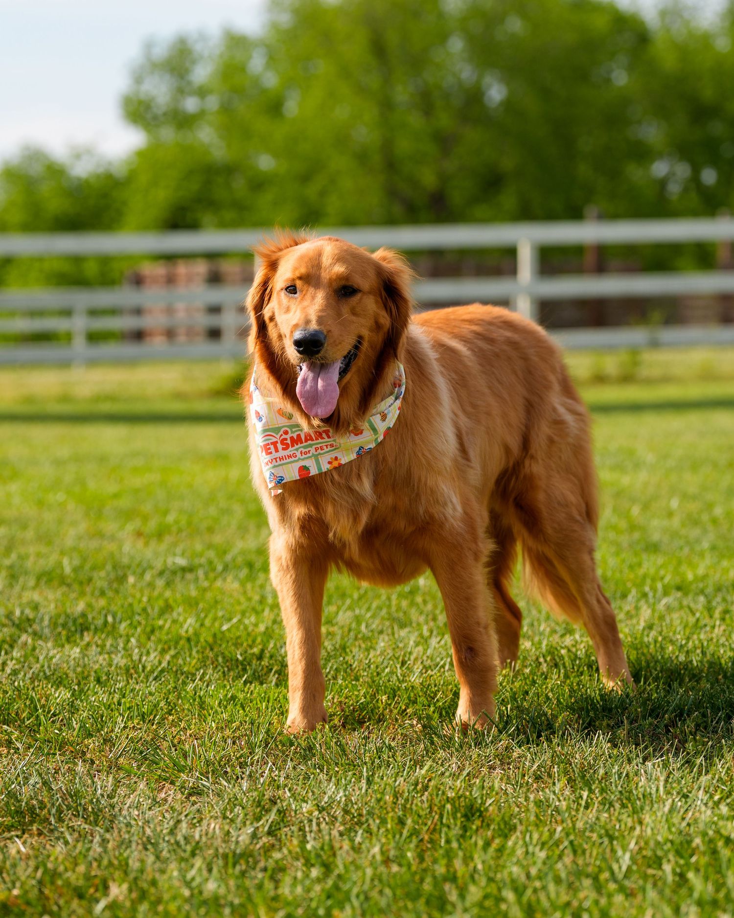 Golden retriever dog standing on green grass wearing a bandana, with white fence and trees in background.