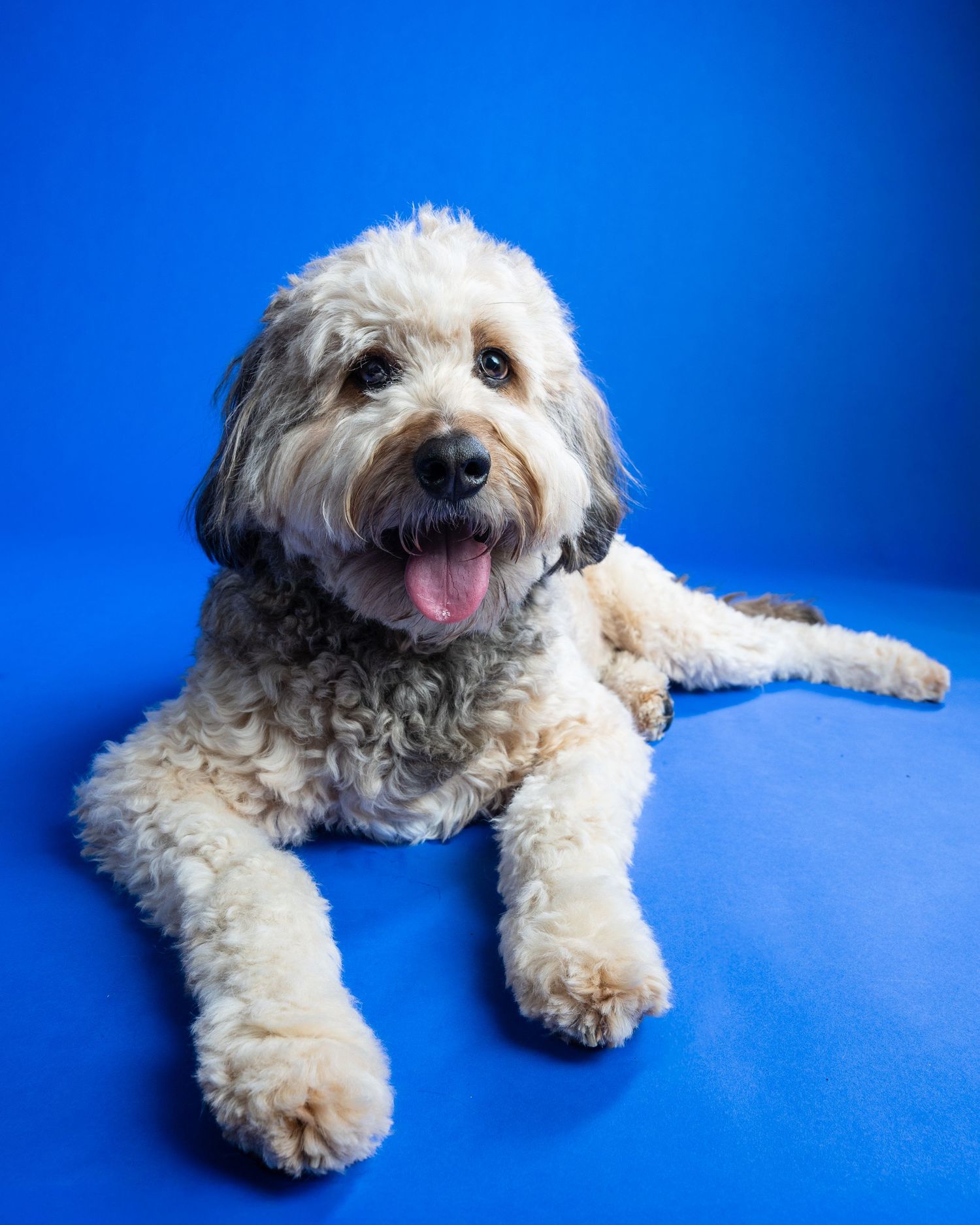 Fluffy cream and gray Labradoodle dog lying down with tongue out against a bright blue background.