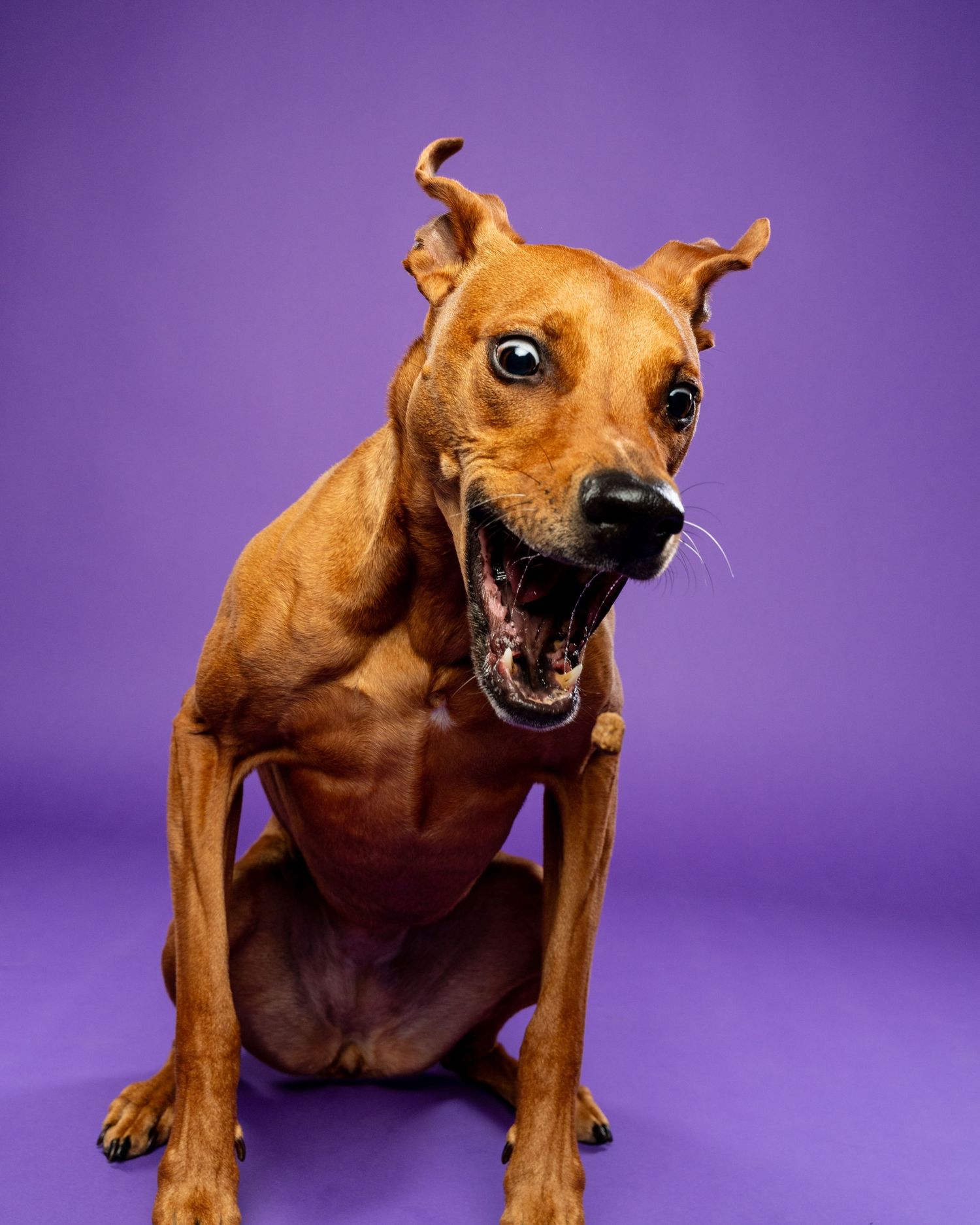 An energetic brown Vizsla mix dog sits with mouth wide open against a vivid purple background.