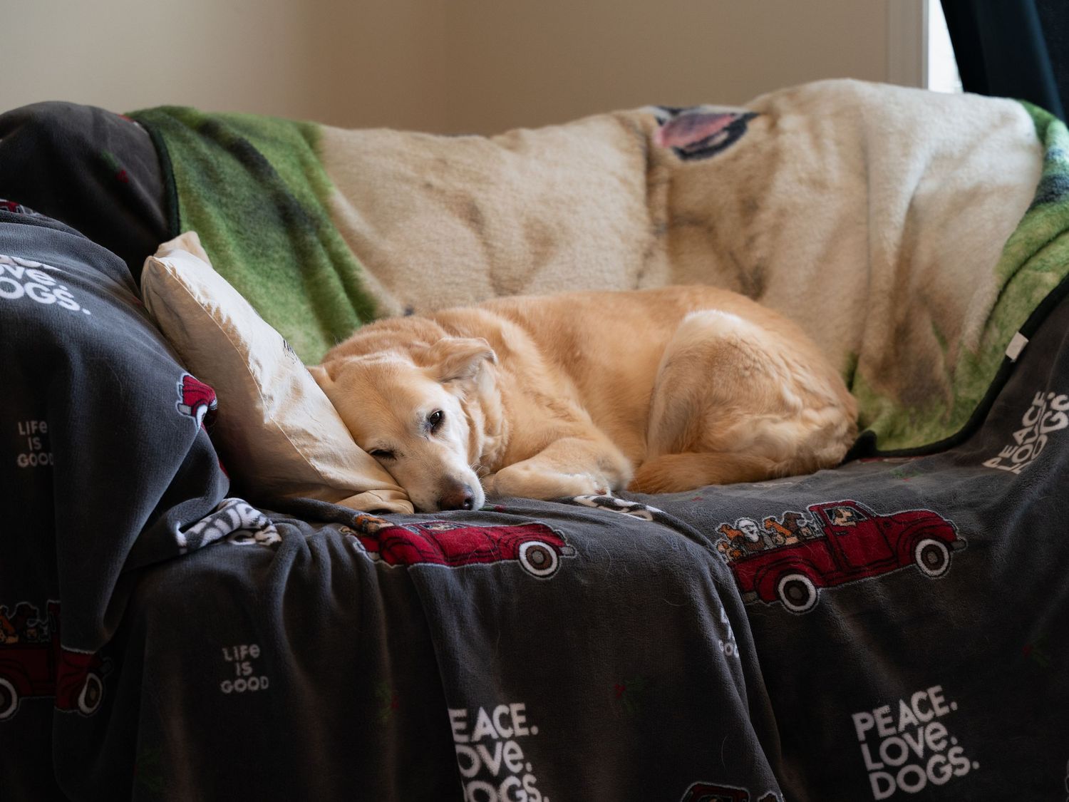 Golden dog curls up sleeping on cozy dog bed with Peace Love Dogs blanket.