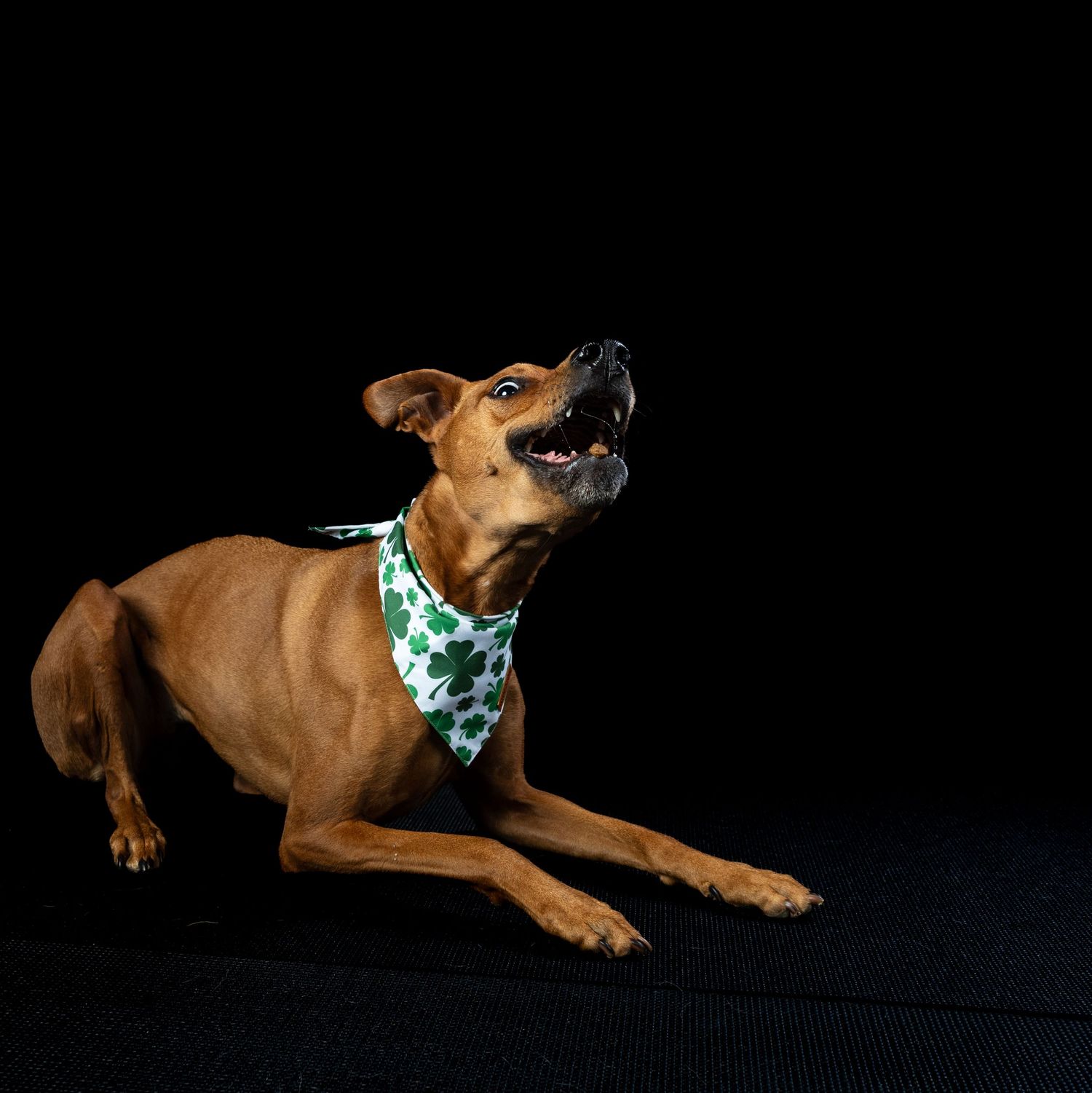 Playful brown dog barking with mouth open wearing a green clover bandana against a black background.