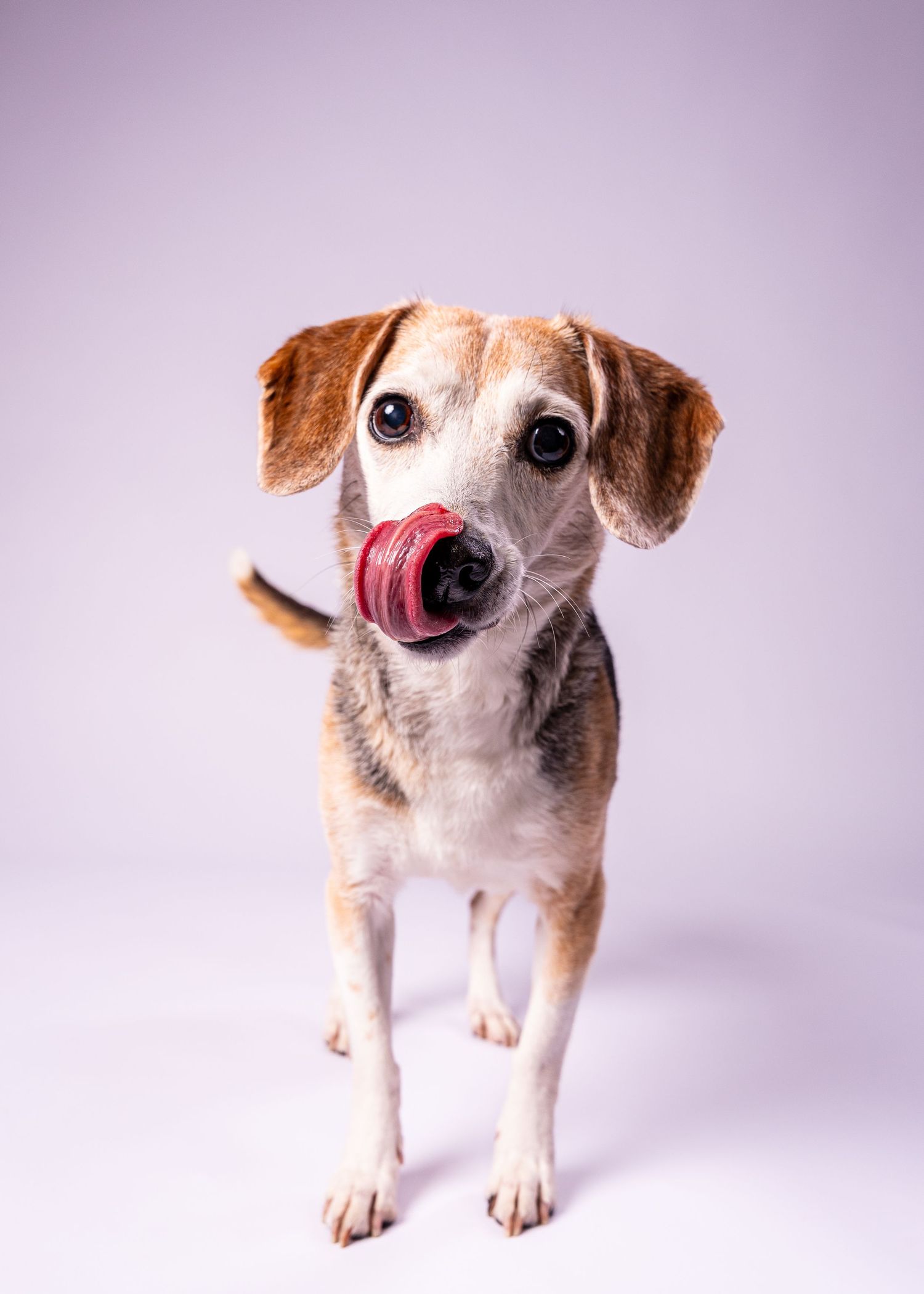 A small beagle mix dog licks its nose while standing against a light white background.