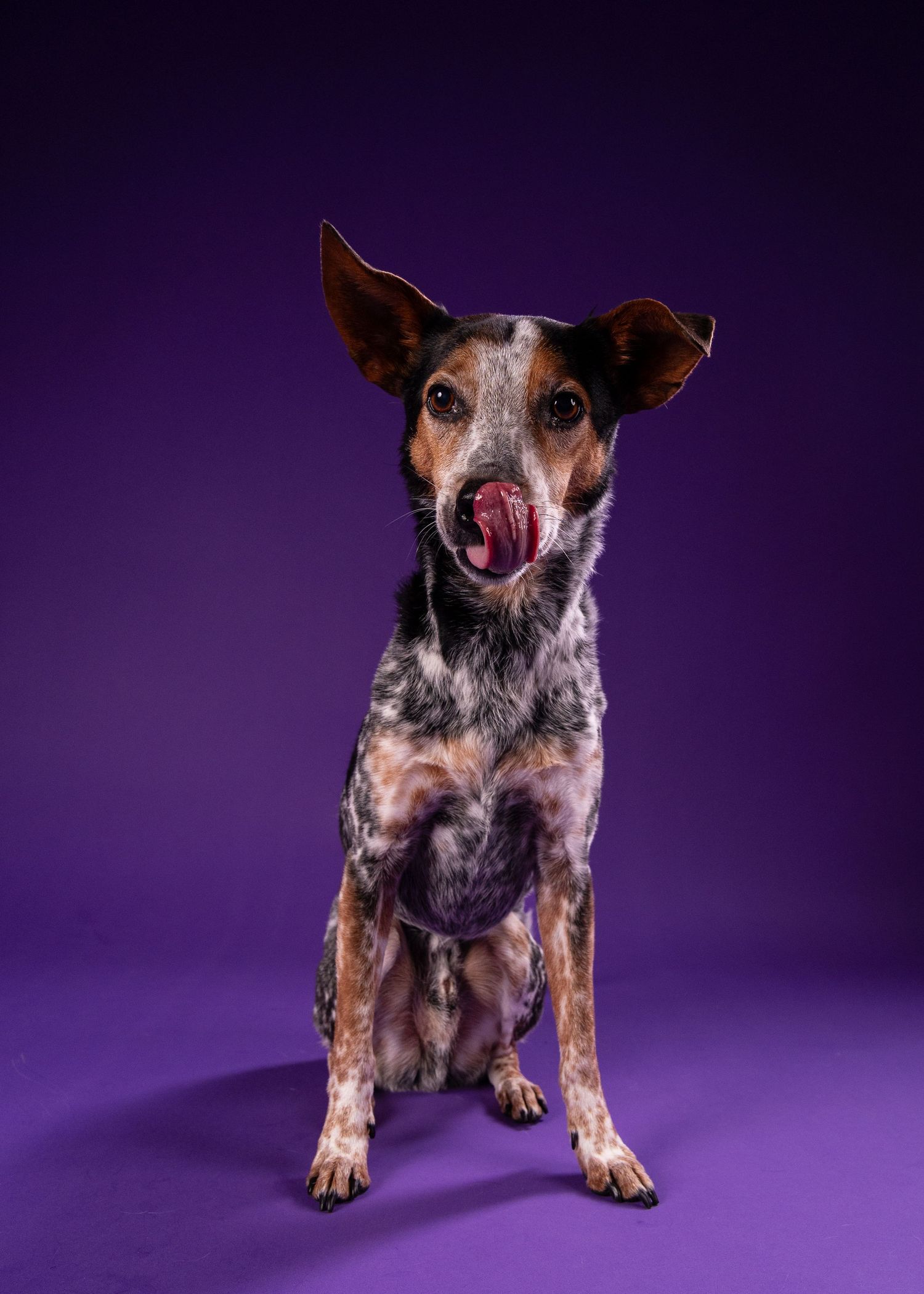A merle-coated dog sits and licks its nose with tongue out against a bold purple studio backdrop.
