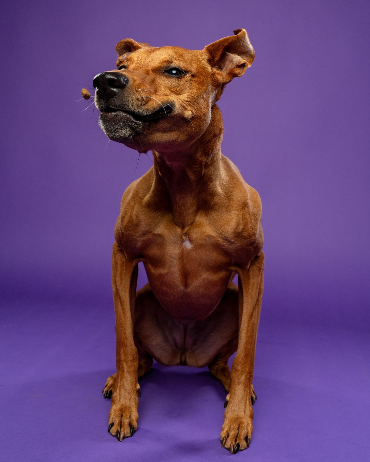A muscular tan dog sits upright with head tilted back confidently against a purple backdrop.