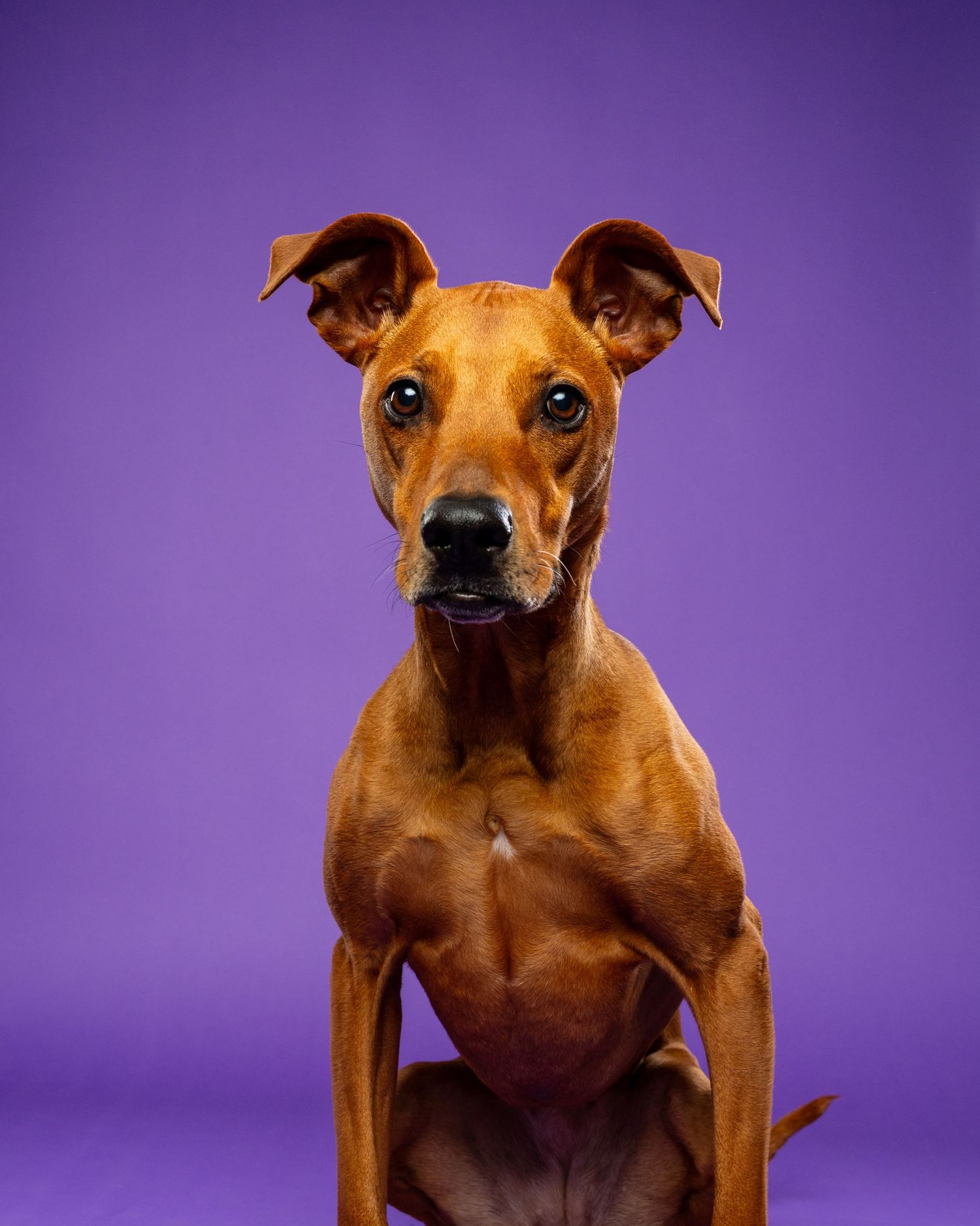 A brown Rhodesian Ridgeback dog sits against a vibrant purple background, looking directly at the camera.
