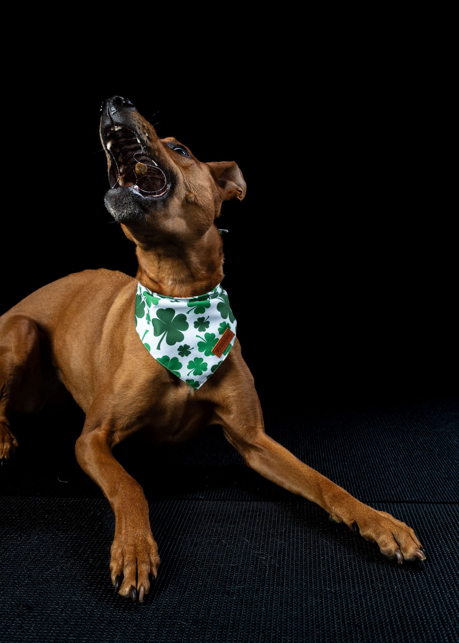 Energetic brown dog howling upward while wearing a St. Patrick's Day clover bandana on black backdrop.