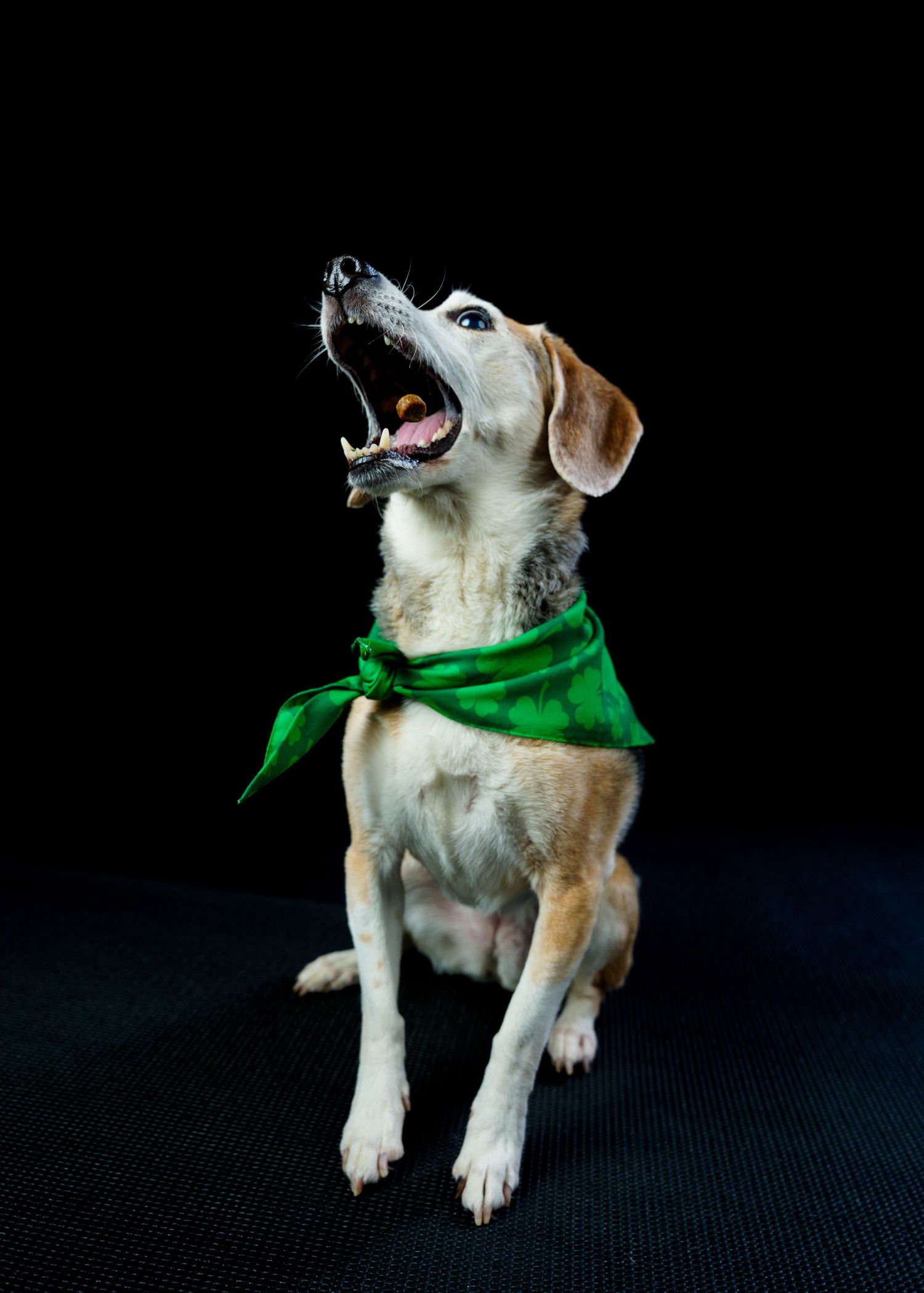Beagle mix dog wearing a green bandana looks upward with mouth wide open.