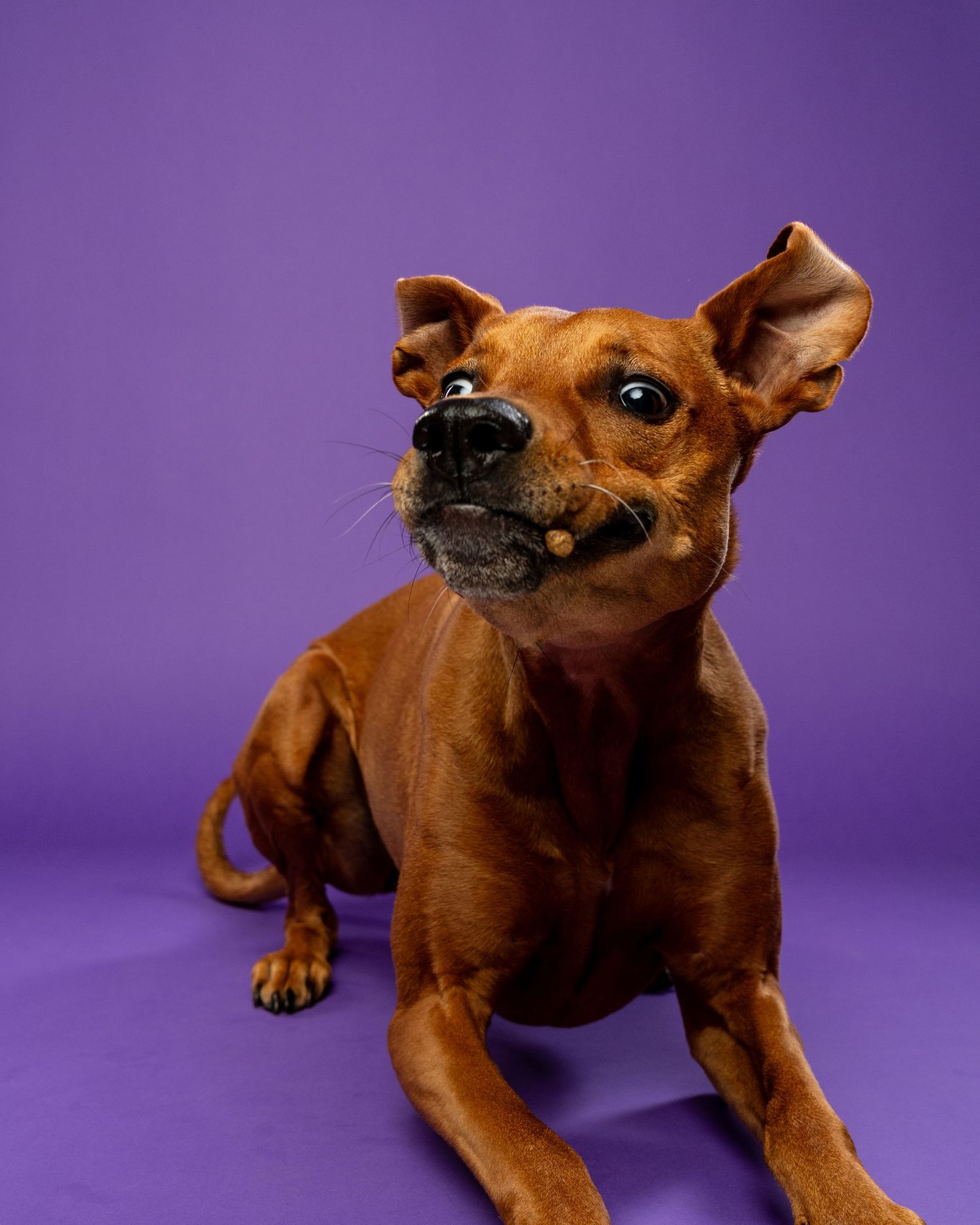 A brown dog with big ears lying down with mouth open on a purple studio background.