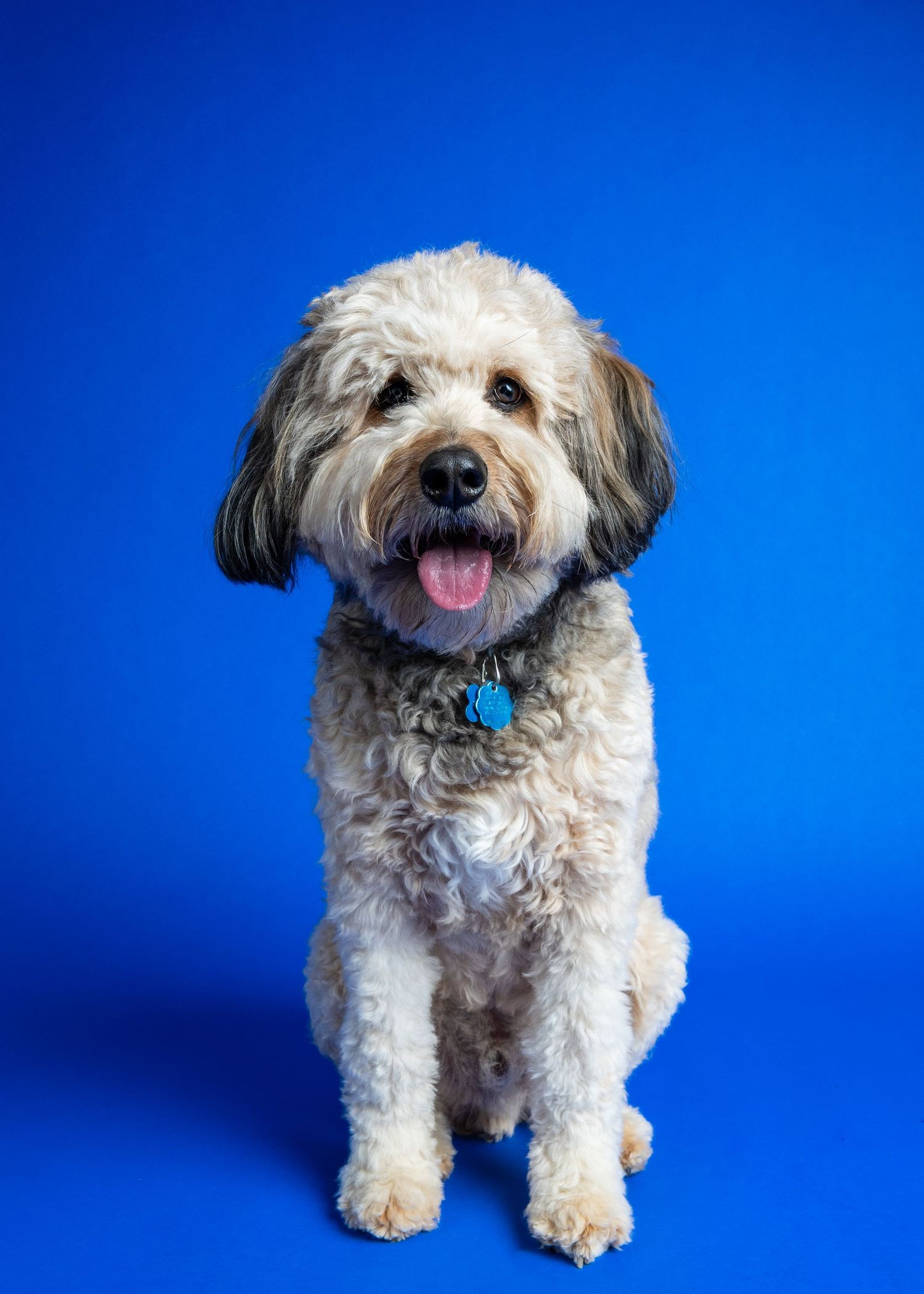 Fluffy white and gray Cavapoo dog sitting upright with tongue out against a bright blue studio background.