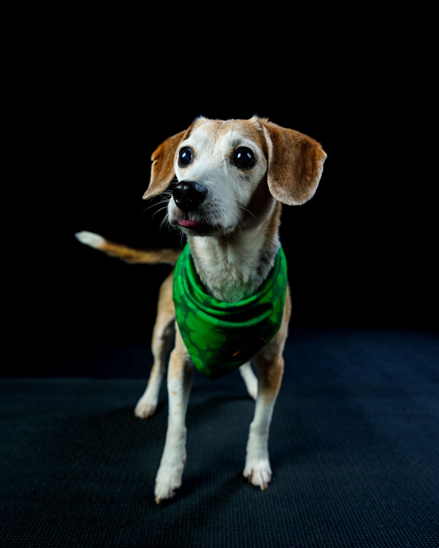 Small beagle mix dog wearing a green bandana stands alert against a black background.