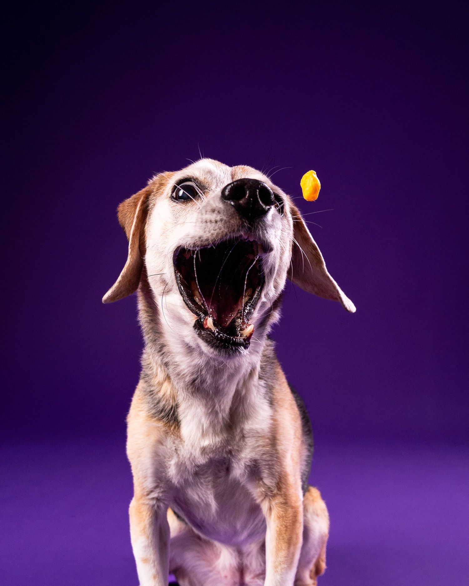 A beagle mix dog catches a falling treat with mouth wide open against a purple background.
