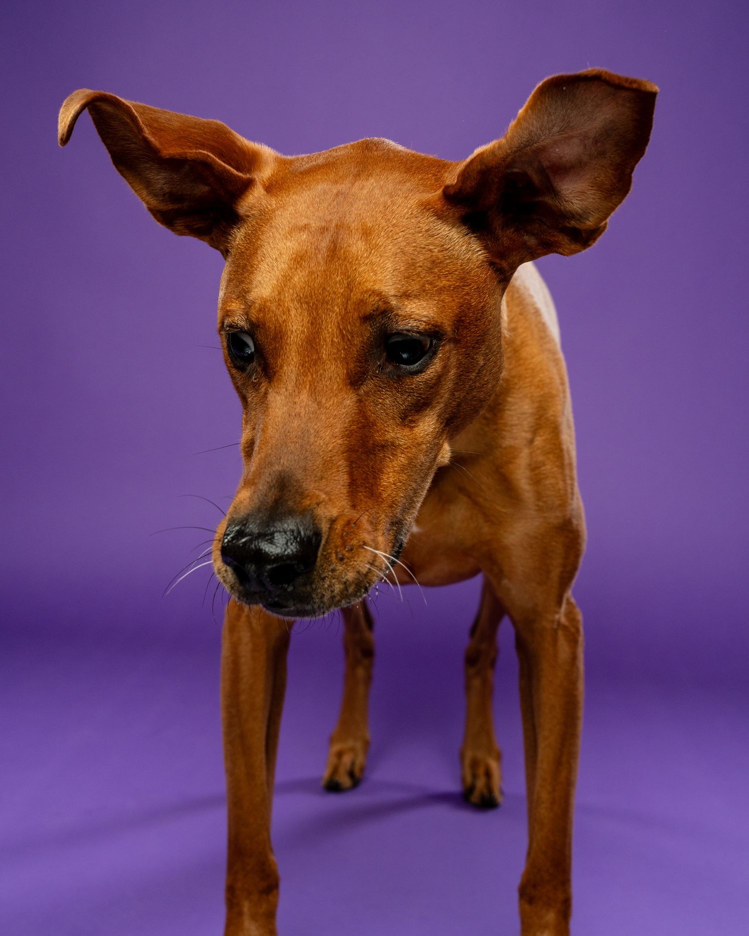 A lean brown dog with large floppy ears standing and looking down against a purple background.