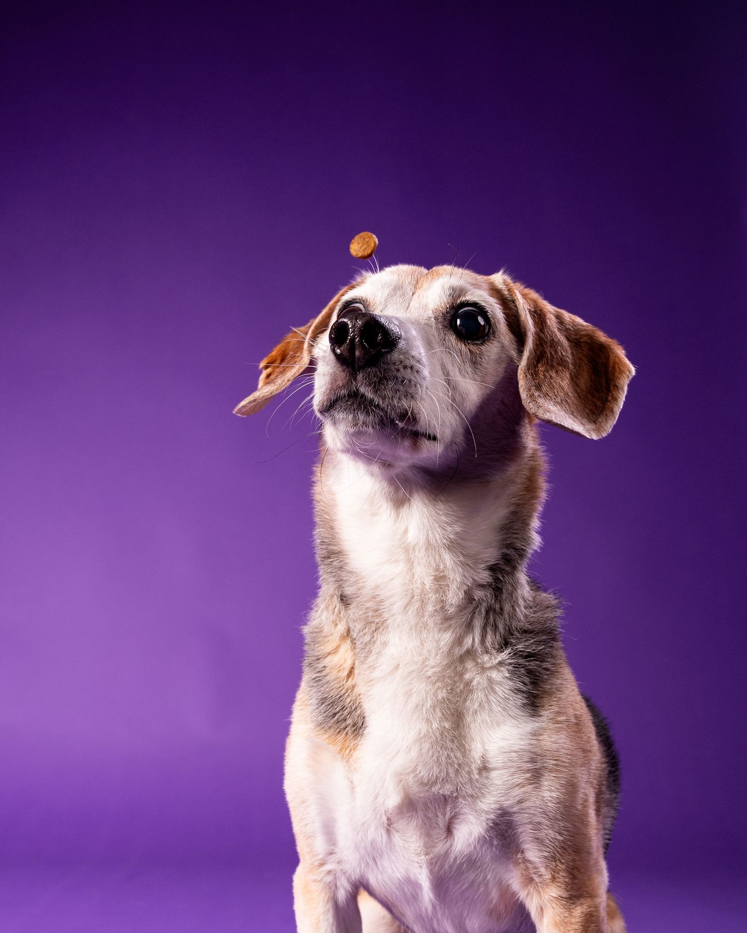 A small beagle mix dog looks up at a falling treat against a purple studio background.