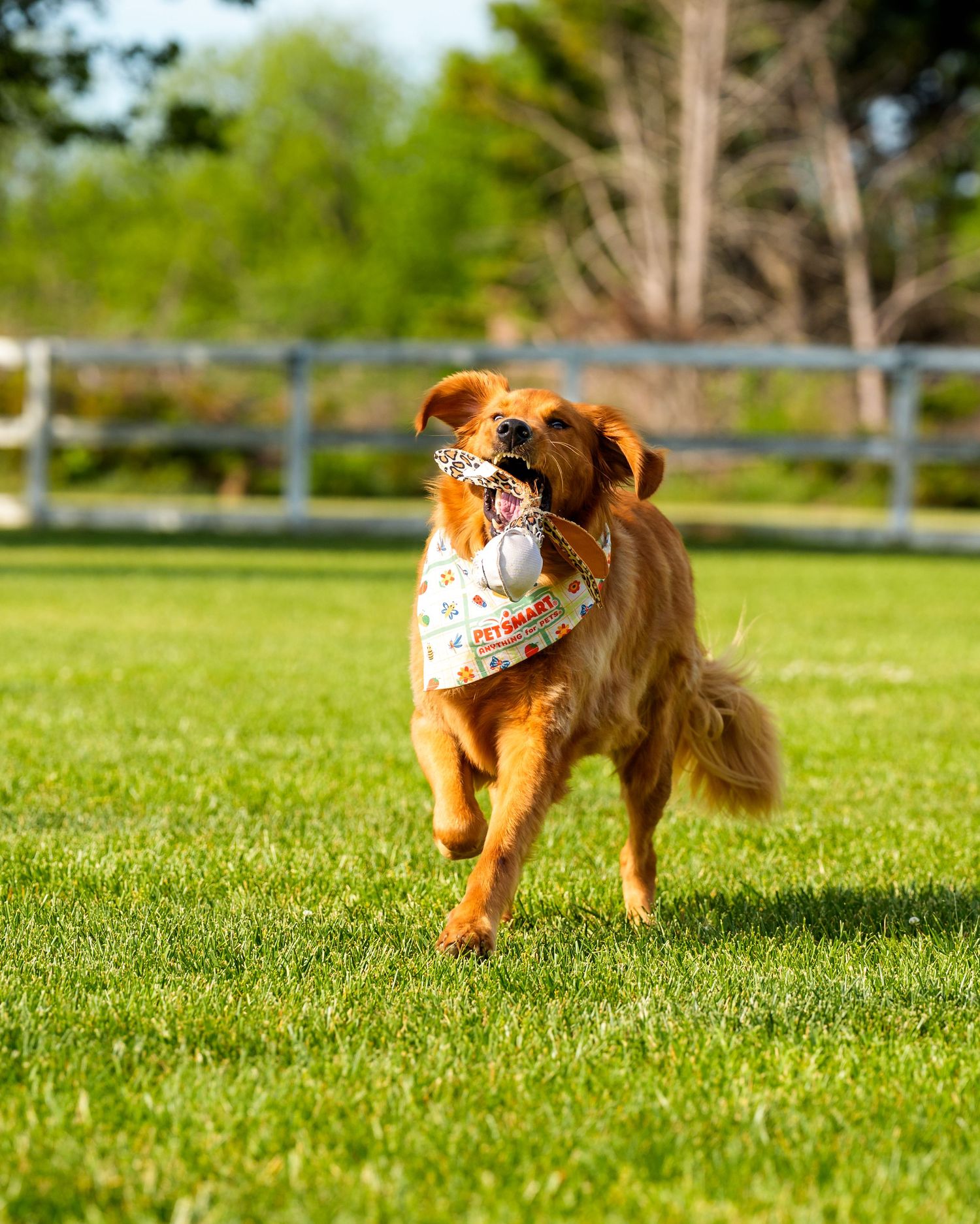 A golden retriever wearing a colorful bandana runs joyfully across a green lawn carrying a toy in its mouth.
