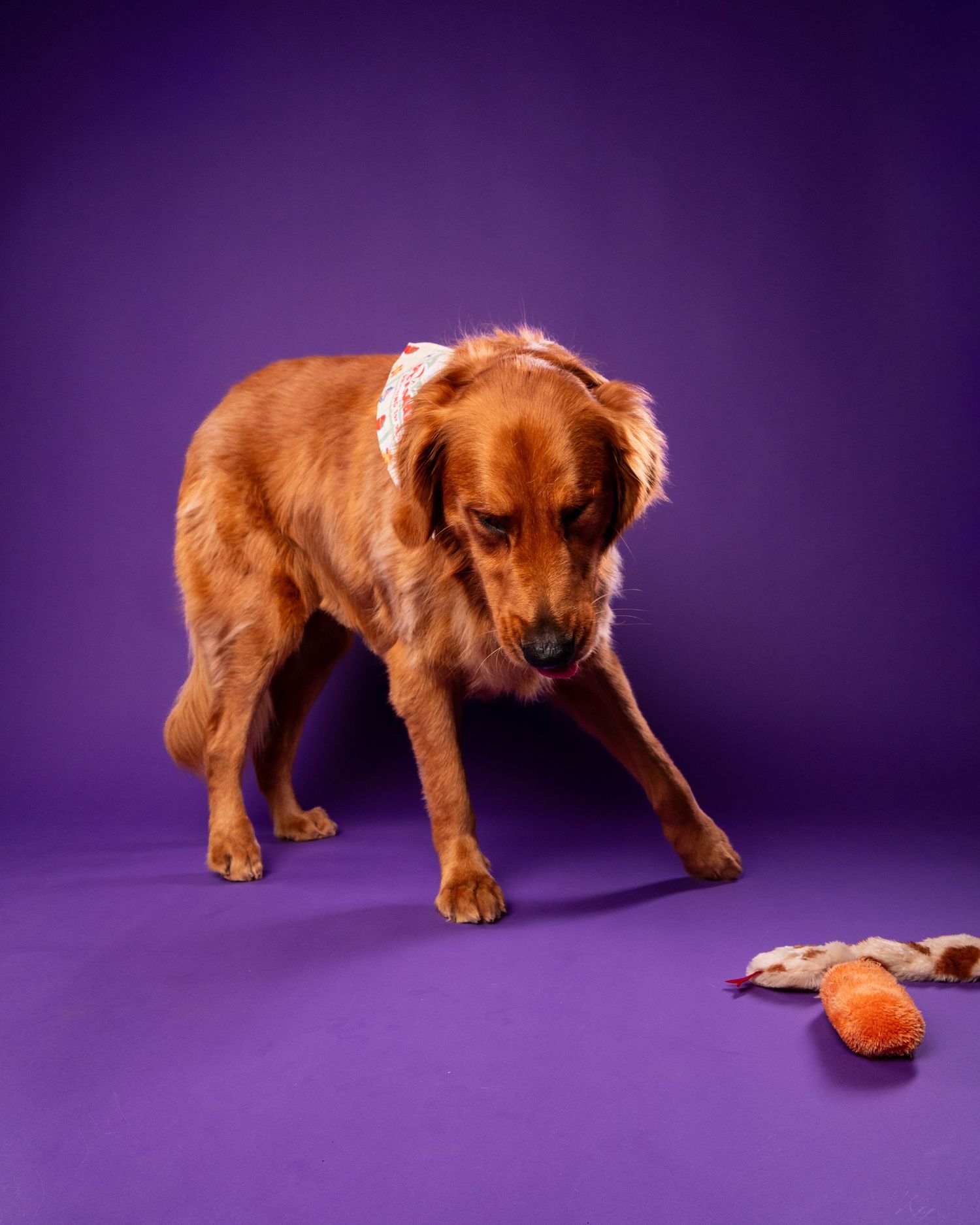 Golden retriever dog with a bow on its head standing on a purple floor next to an orange chew toy.