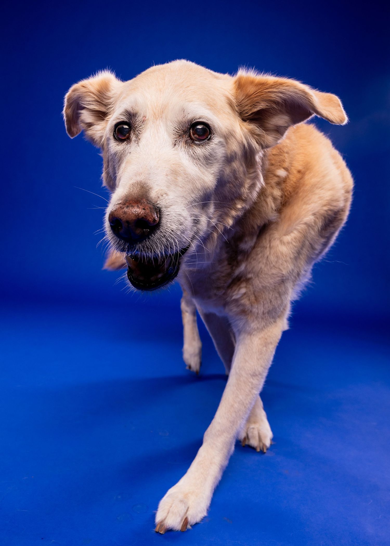 A senior tan dog with a gray muzzle walks toward the camera against a vibrant blue studio background.