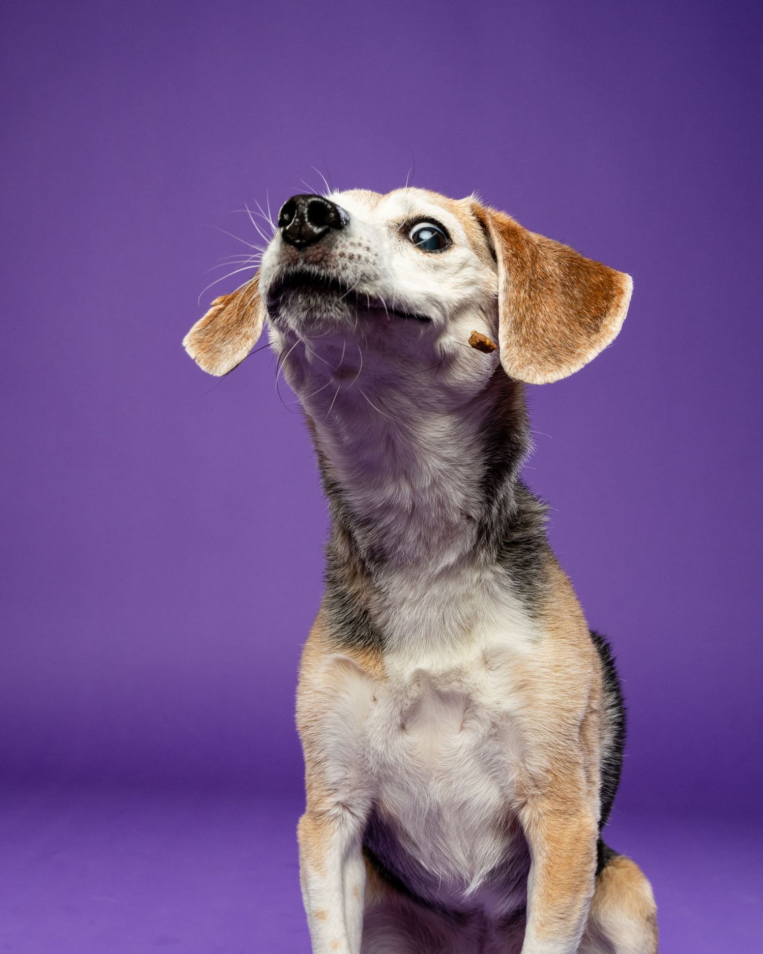 A small beagle mix dog tilting its head back and looking up against a vibrant purple studio background.