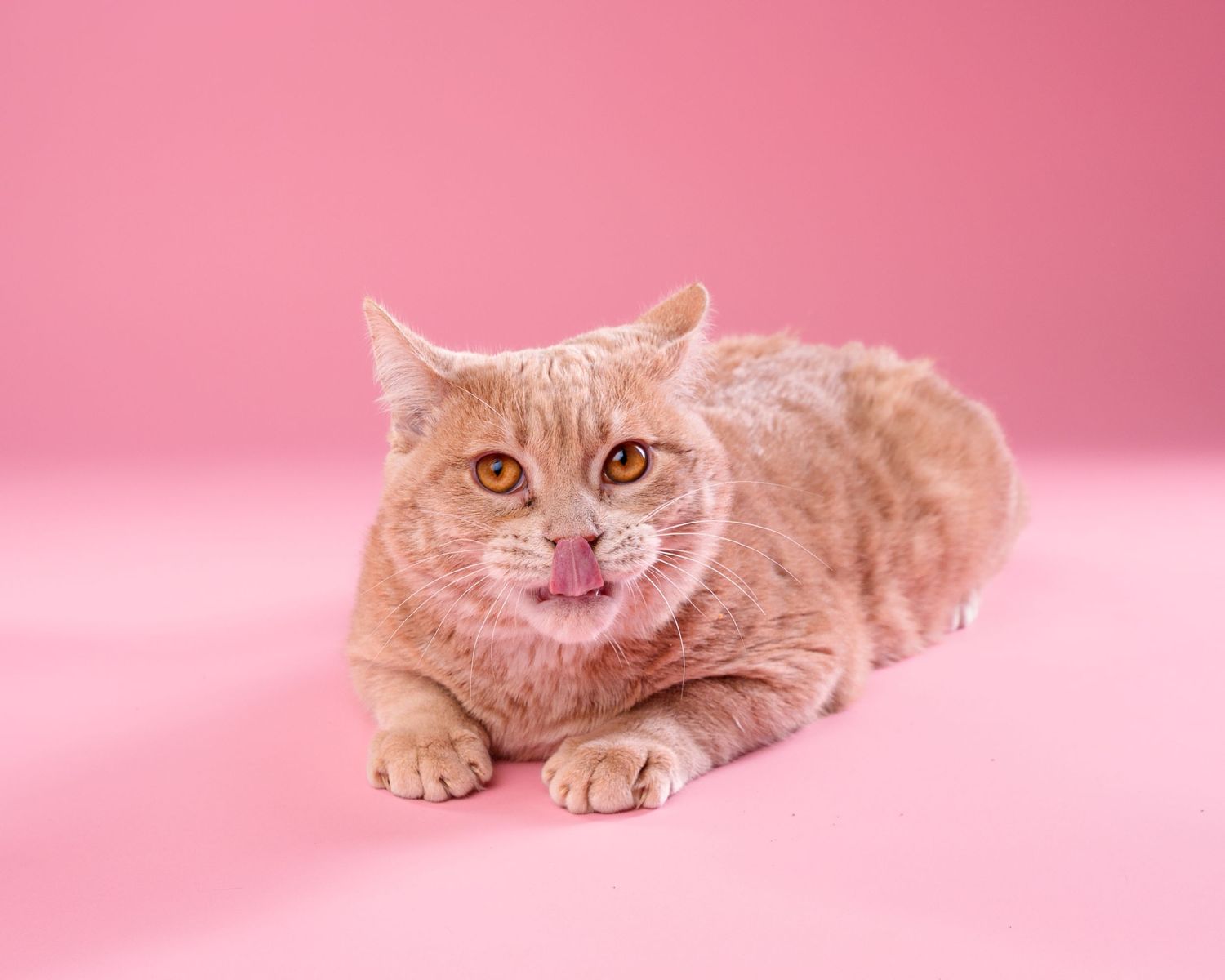 An orange tabby cat lying on a pink background, licking its lips with bright amber eyes.