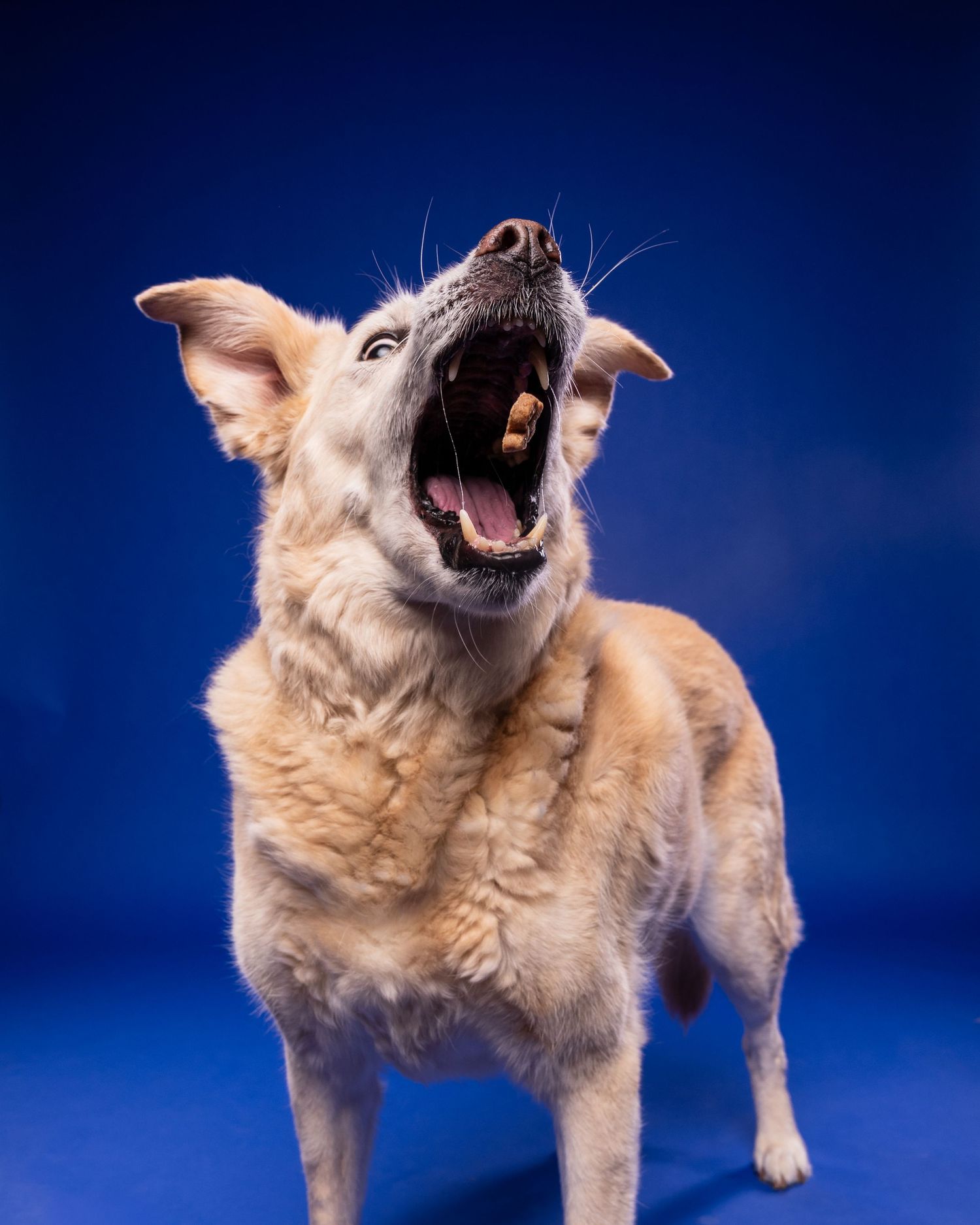 Excited tan dog tilts head back with mouth wide open against a bold blue studio backdrop.