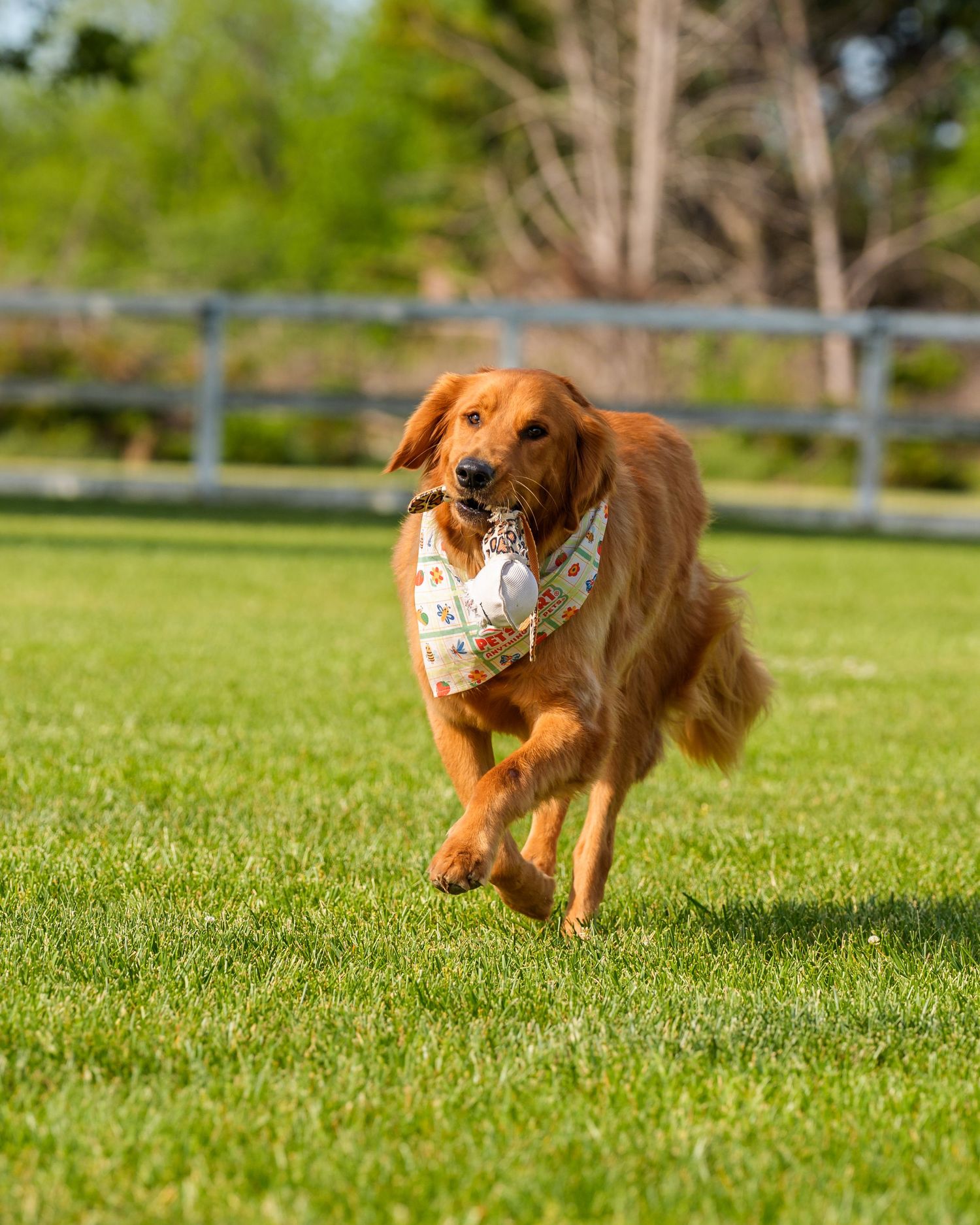 Energetic golden retriever wearing a patterned bandana leaps across a bright green lawn outdoors.