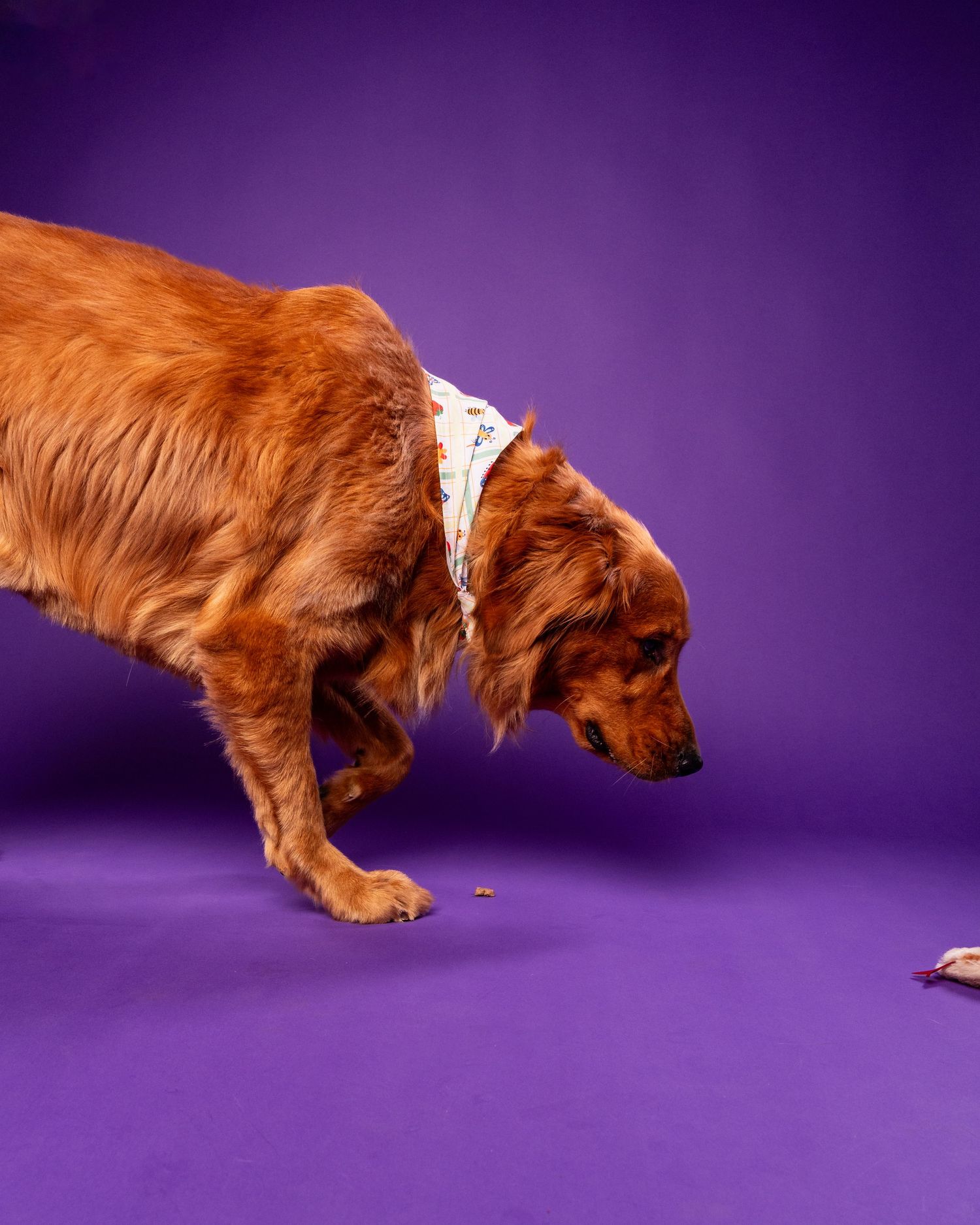 A golden retriever wearing a white bandana sniffs treats on a vibrant purple studio background.