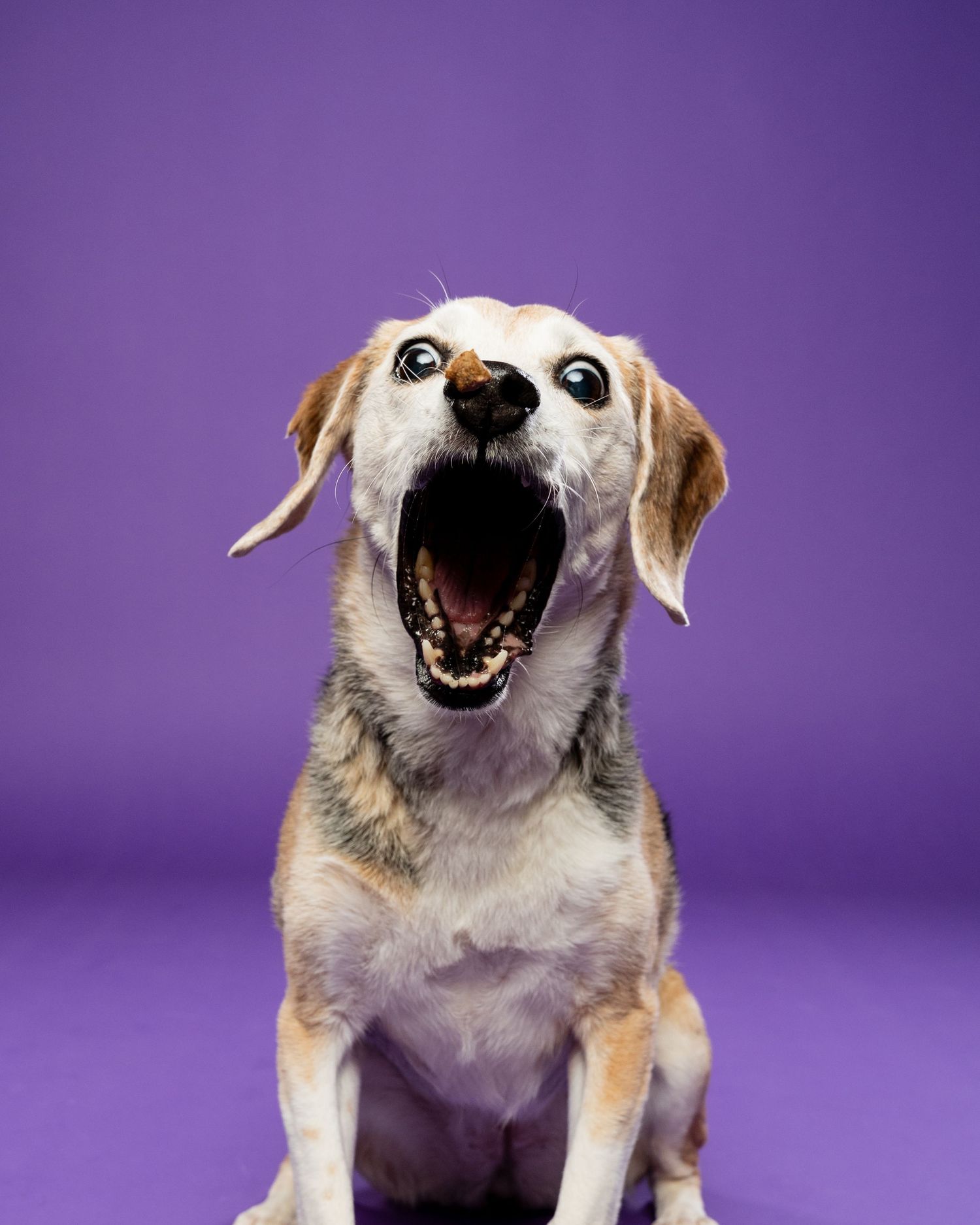 A small beagle mix opens its mouth wide in a dramatic yawn against a purple background.