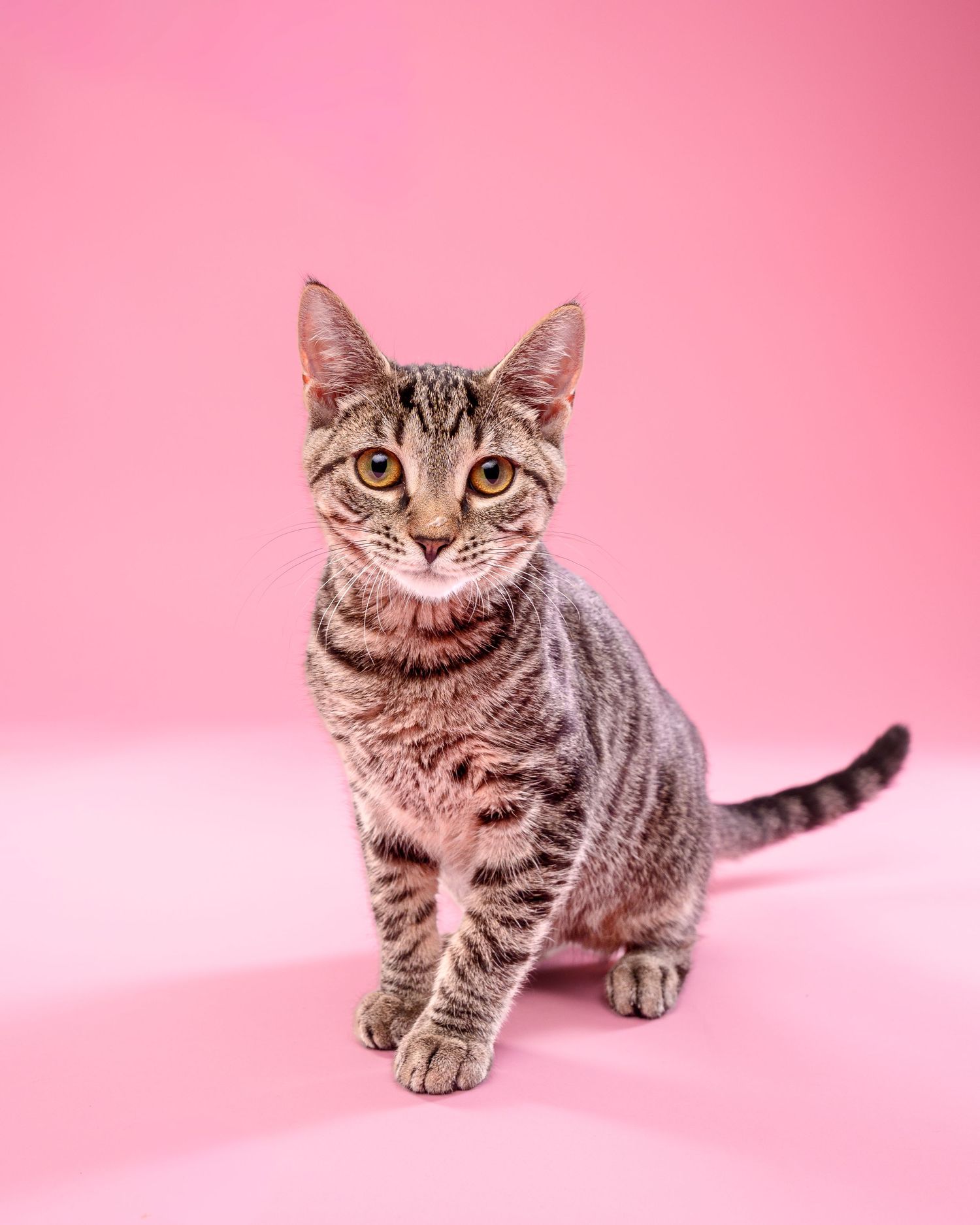 A young tabby kitten with striped markings sits alert against a vibrant pink background, gazing directly at the camera.