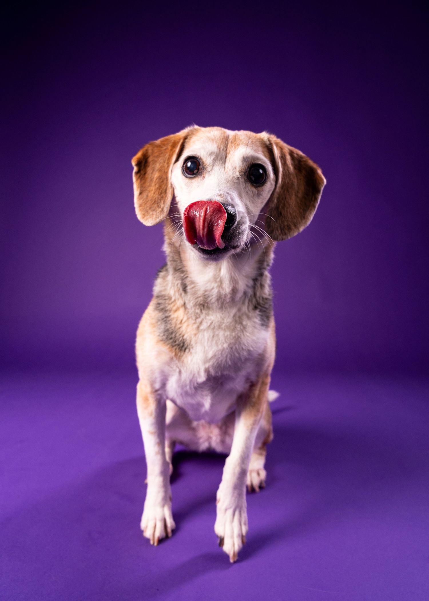 A small beagle mix dog sits on a purple background, licking its lips with a red tongue.