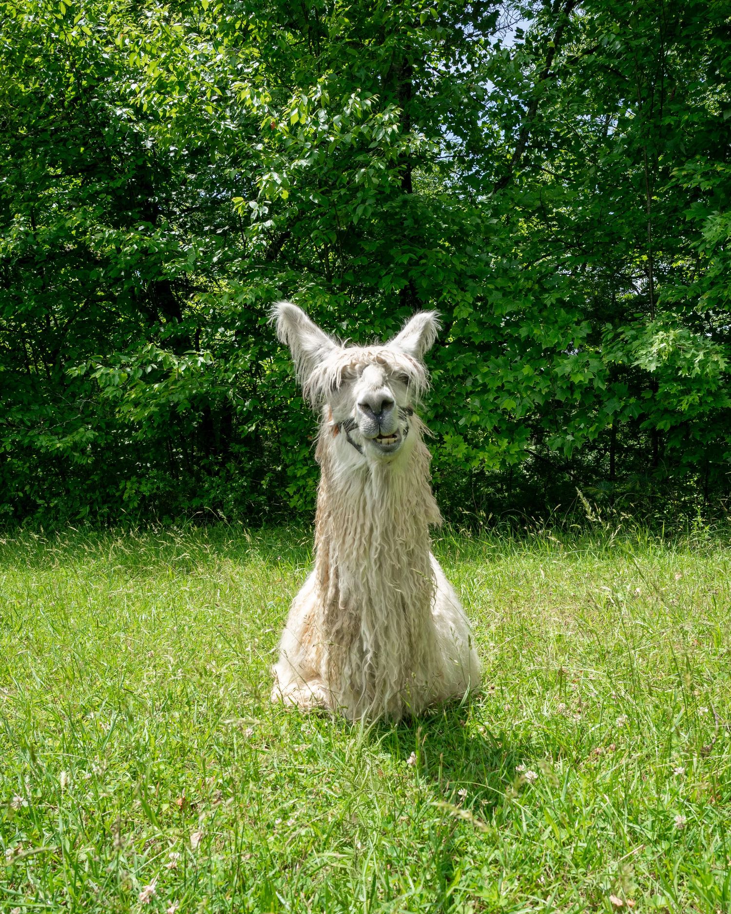 A fluffy white llama sitting upright on green grass in front of lush trees.