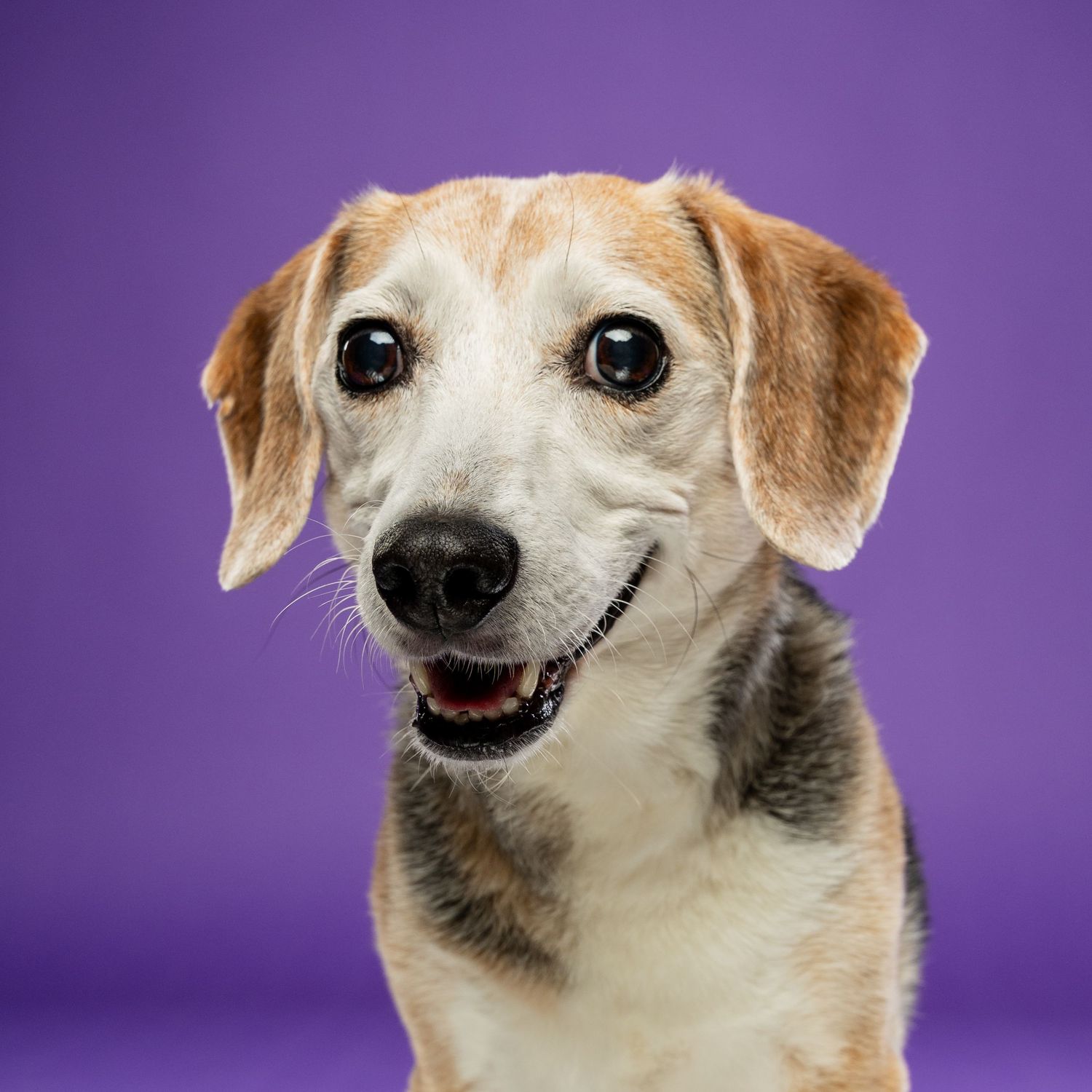 A happy senior beagle mix dog with tan and white fur posing against a bright purple background.