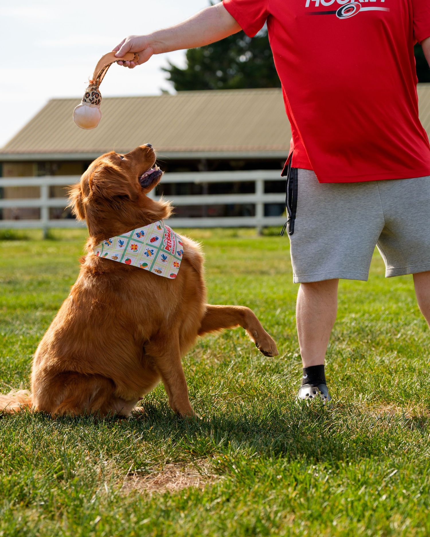 Golden retriever wearing a colorful bandana sits up on hind legs reaching for a toy held by a trainer in a red shirt.