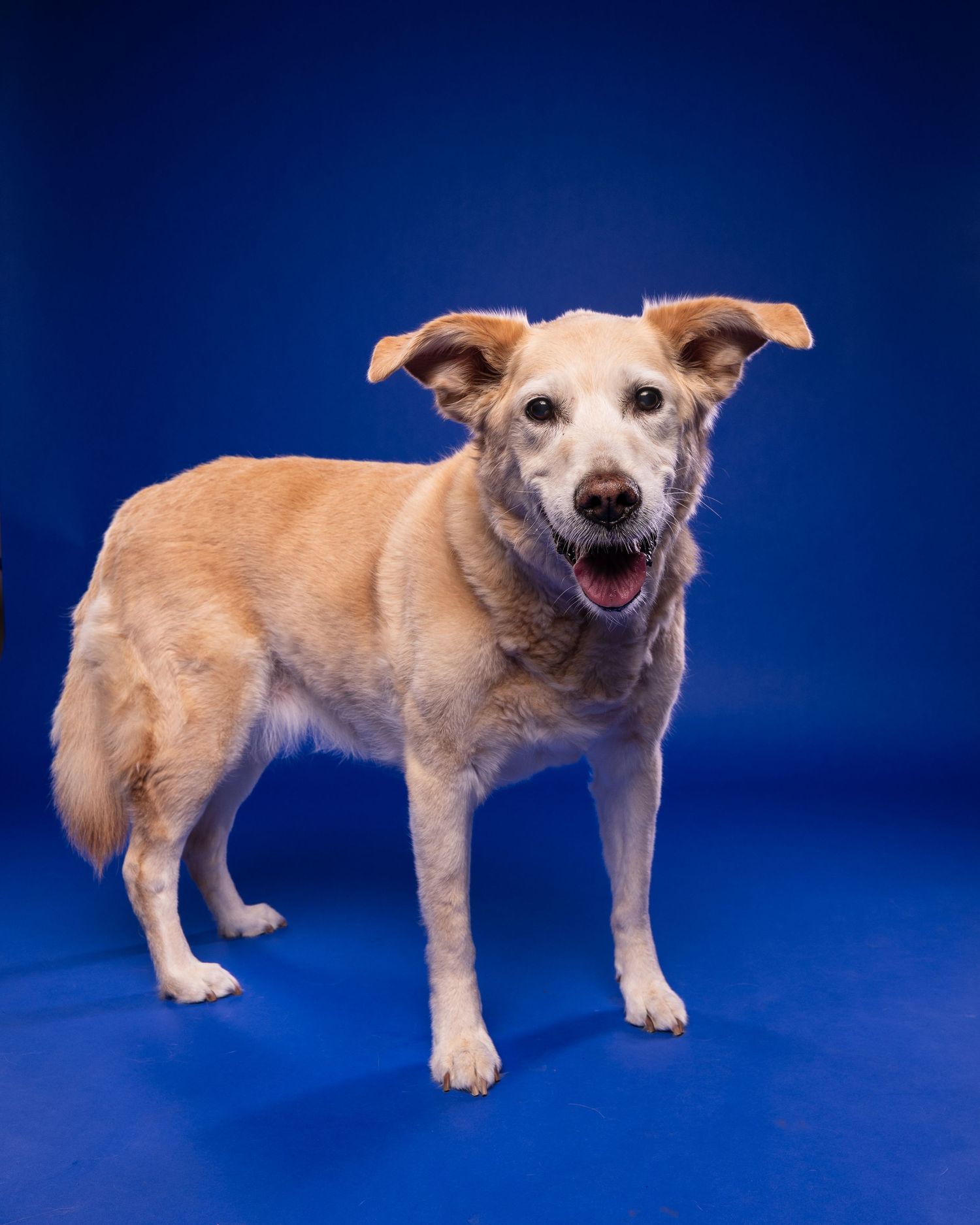 A cheerful tan Labrador mix dog stands facing forward with mouth open against a bright blue studio backdrop.