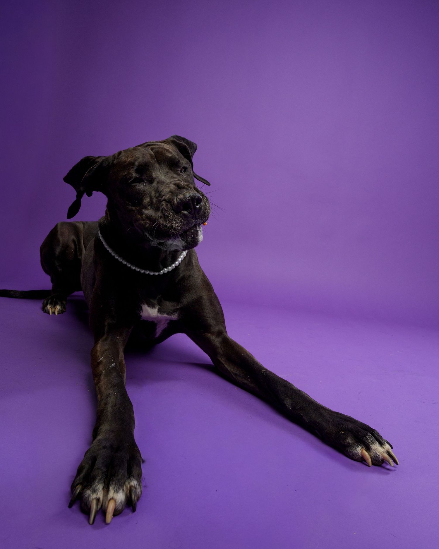 Black pit bull dog wearing pearl necklace lying on purple background in studio portrait photo.