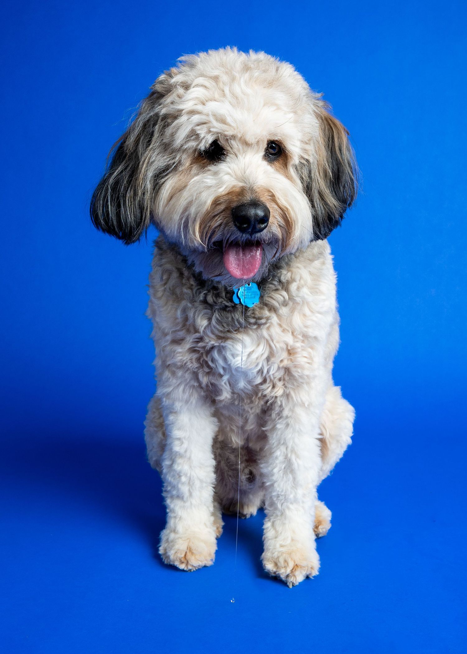 Happy white and gray Aussiedoodle dog sitting with tongue out, wearing blue collar tag on blue background.