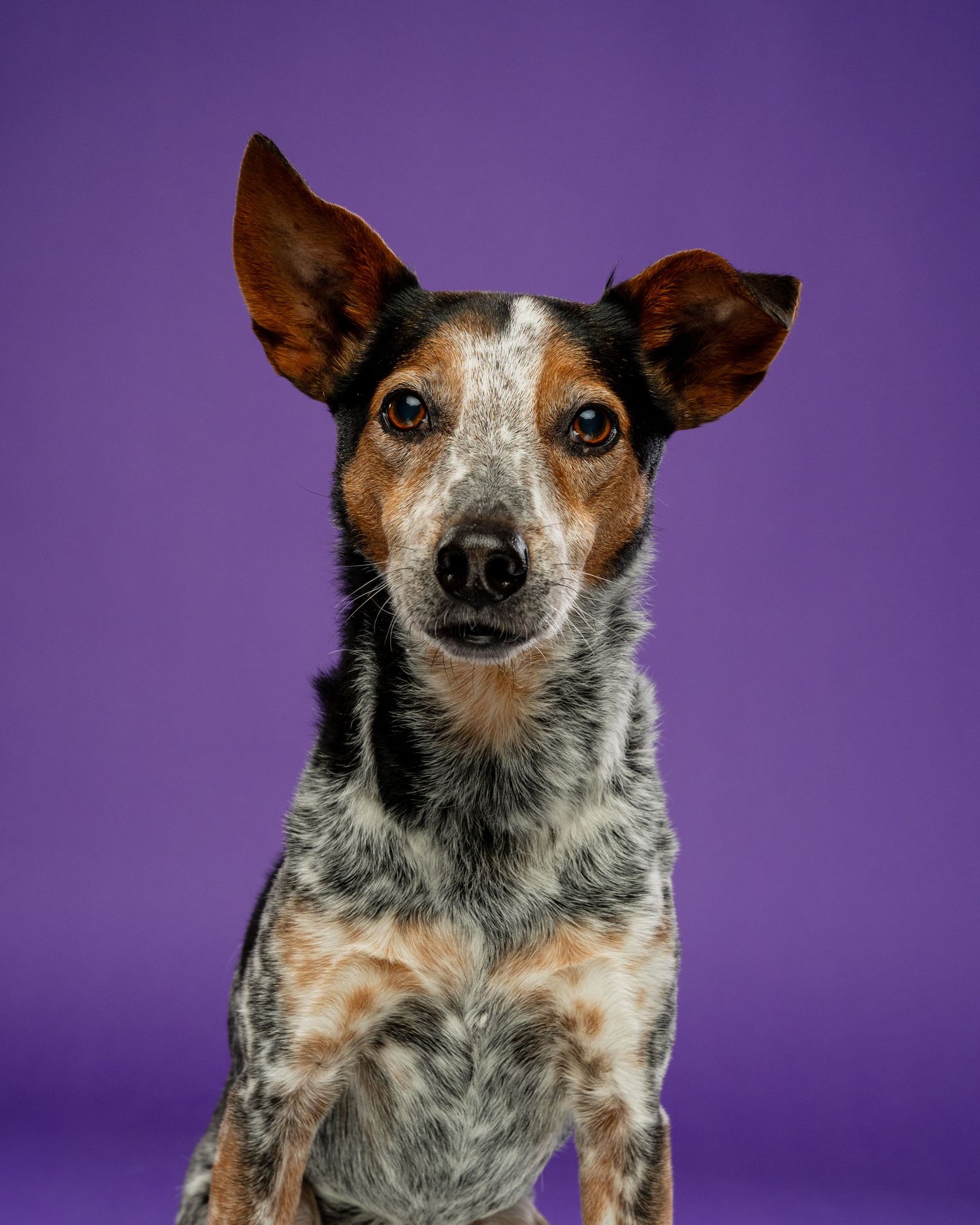A tricolor Australian Cattle Dog mix with speckled coat and large ears poses against a purple background.