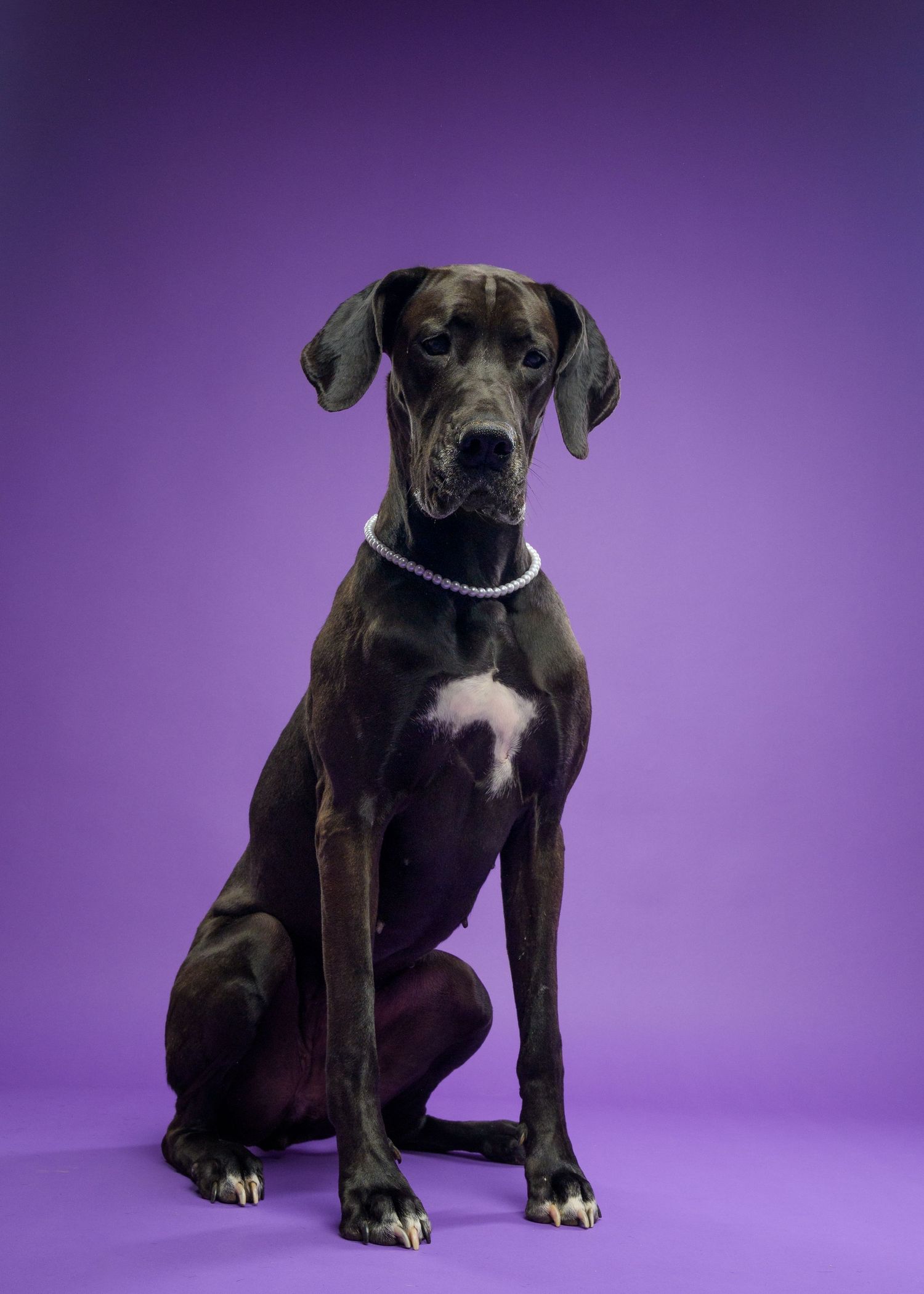 Black Great Dane dog sitting upright wearing a pearl necklace against a purple background.