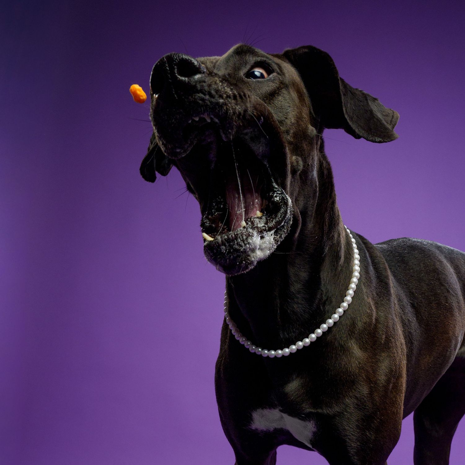 A black Great Dane wearing a pearl necklace catches an orange treat mid-air against a purple background.