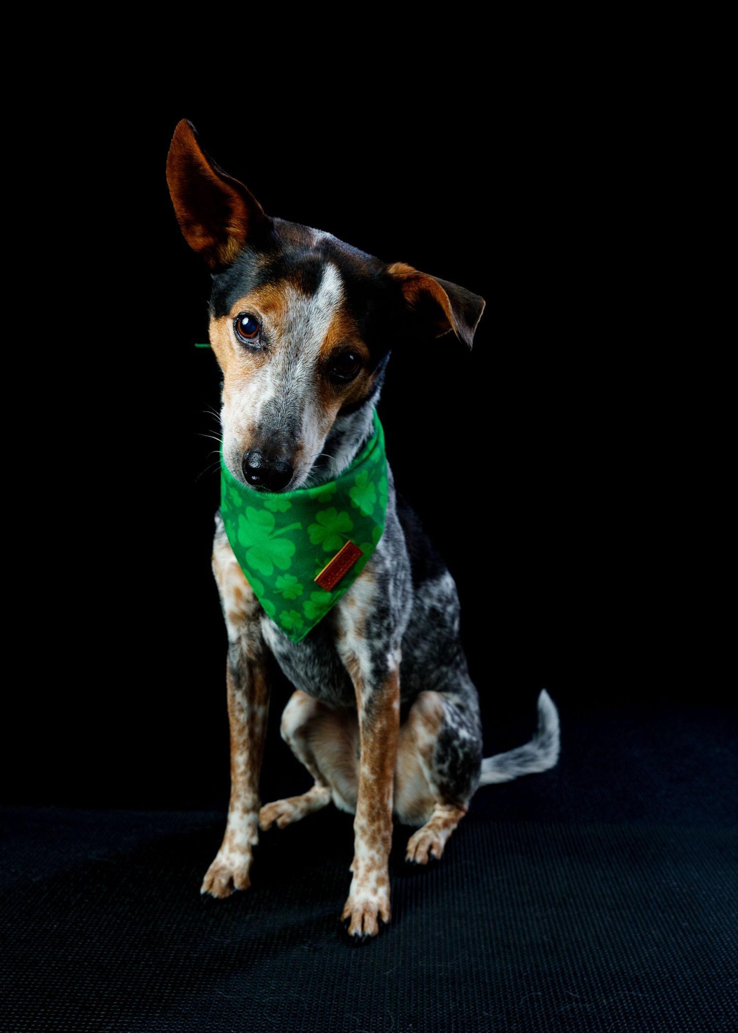 A tri-color dog with perky ears sits in a green bandana against a dark black background.