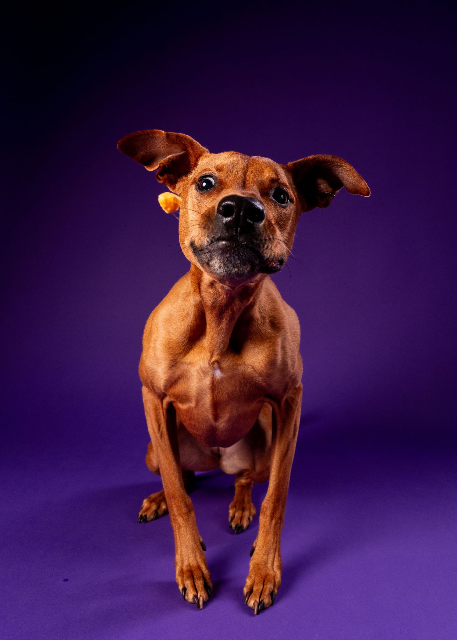 An alert brown mixed-breed dog sits attentively on a purple studio backdrop.
