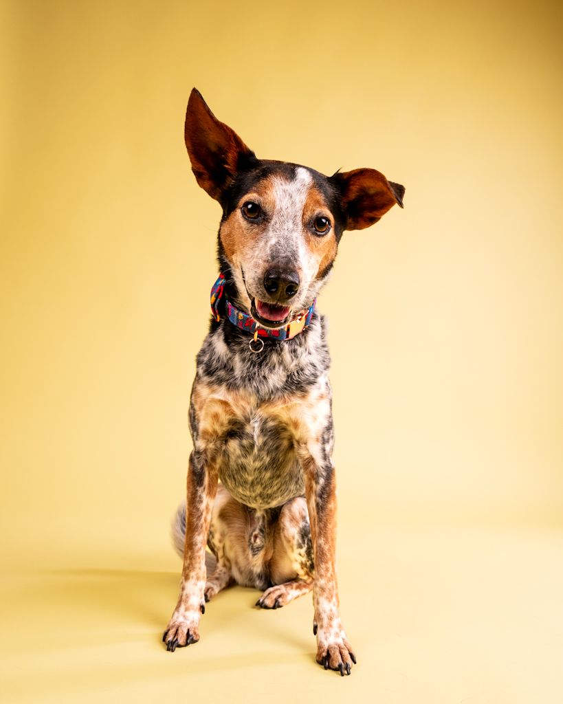 Alert Australian cattle dog mix with large ears sits upright wearing colorful collar against yellow backdrop.
