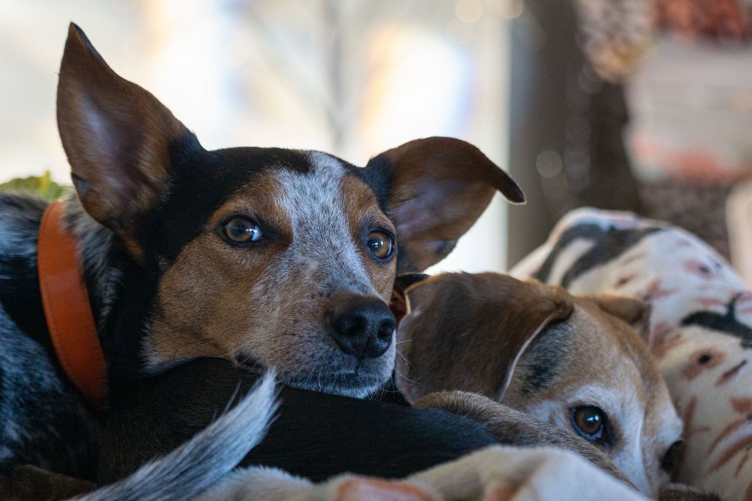 Two dogs cuddle closely together, one wearing an orange collar, in a cozy indoor setting.